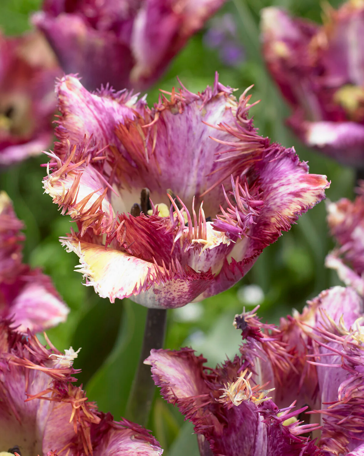 Tulip 'Colour Fusion' - Image 4