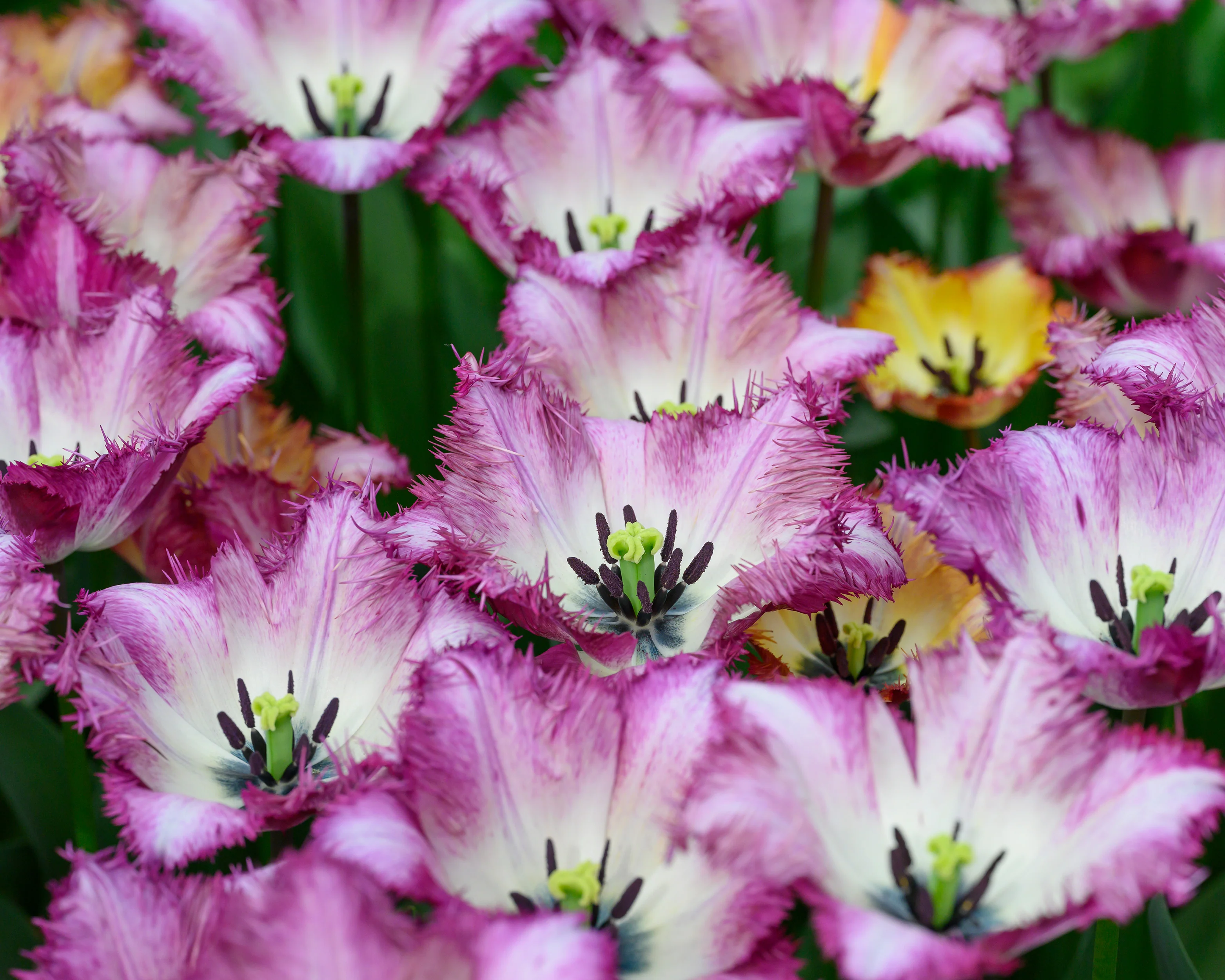 Tulip 'Colour Fusion' - Image 7