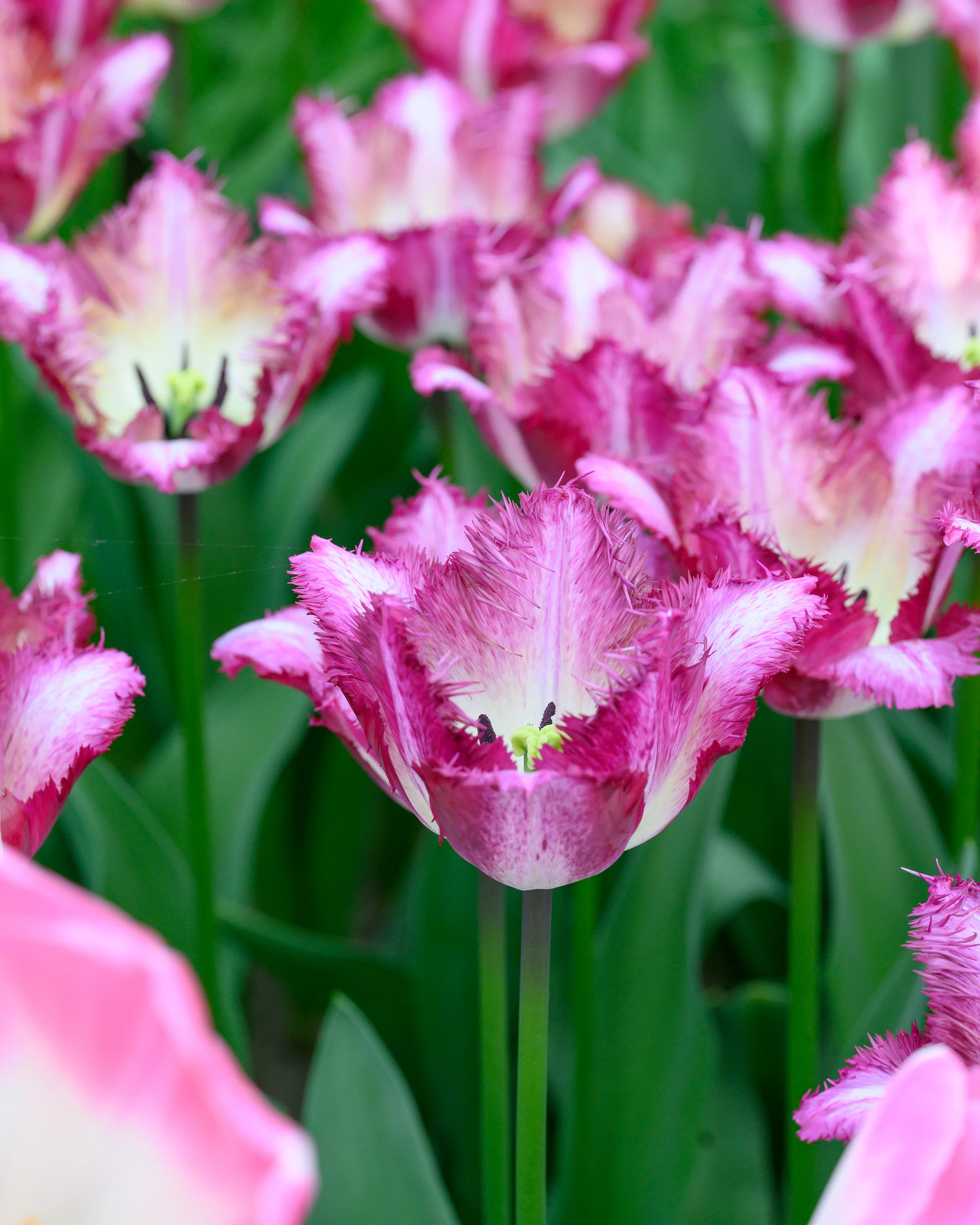 Tulip 'Colour Fusion' - Image 8