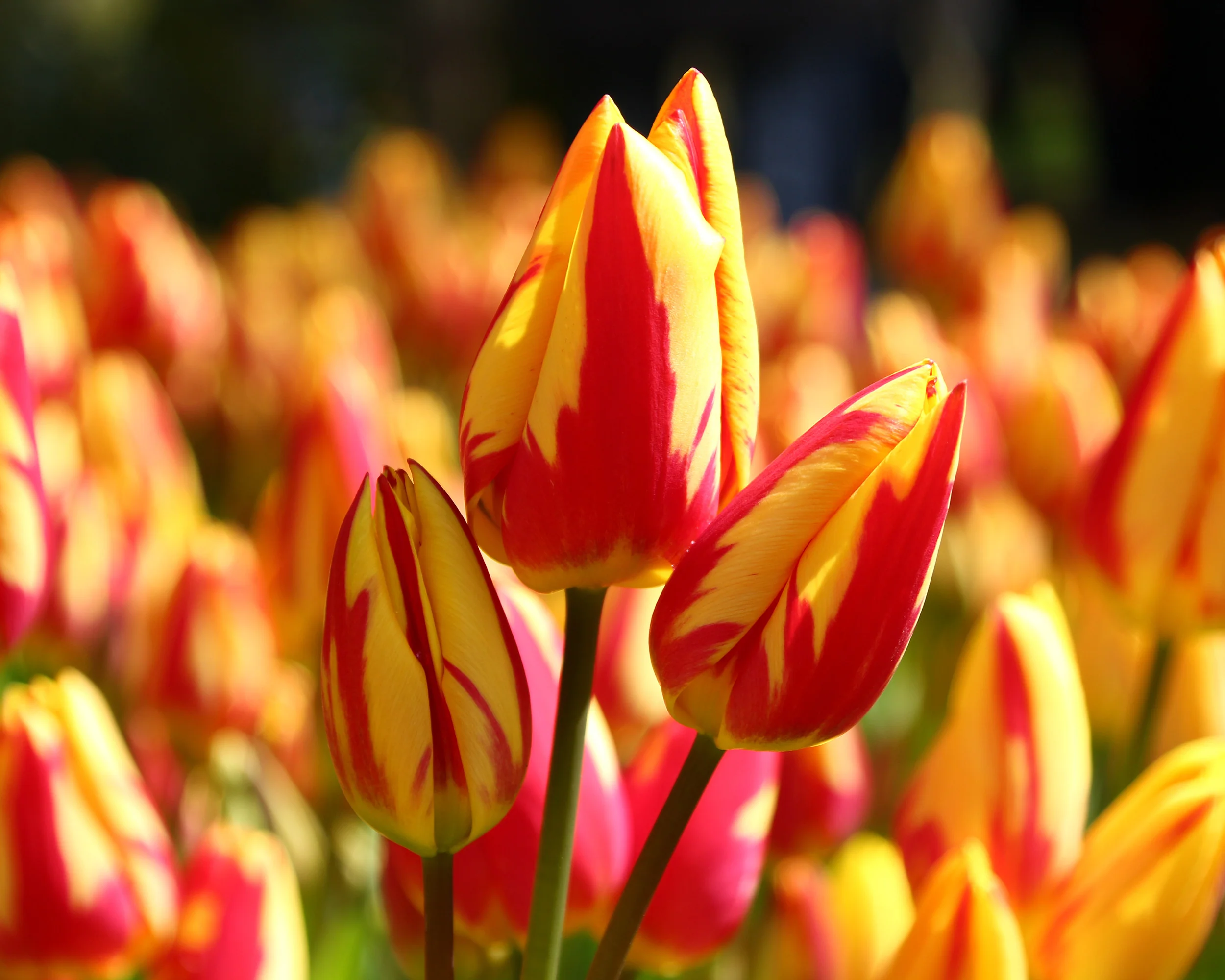 Tulip 'Colour Spectacle' - Image 3