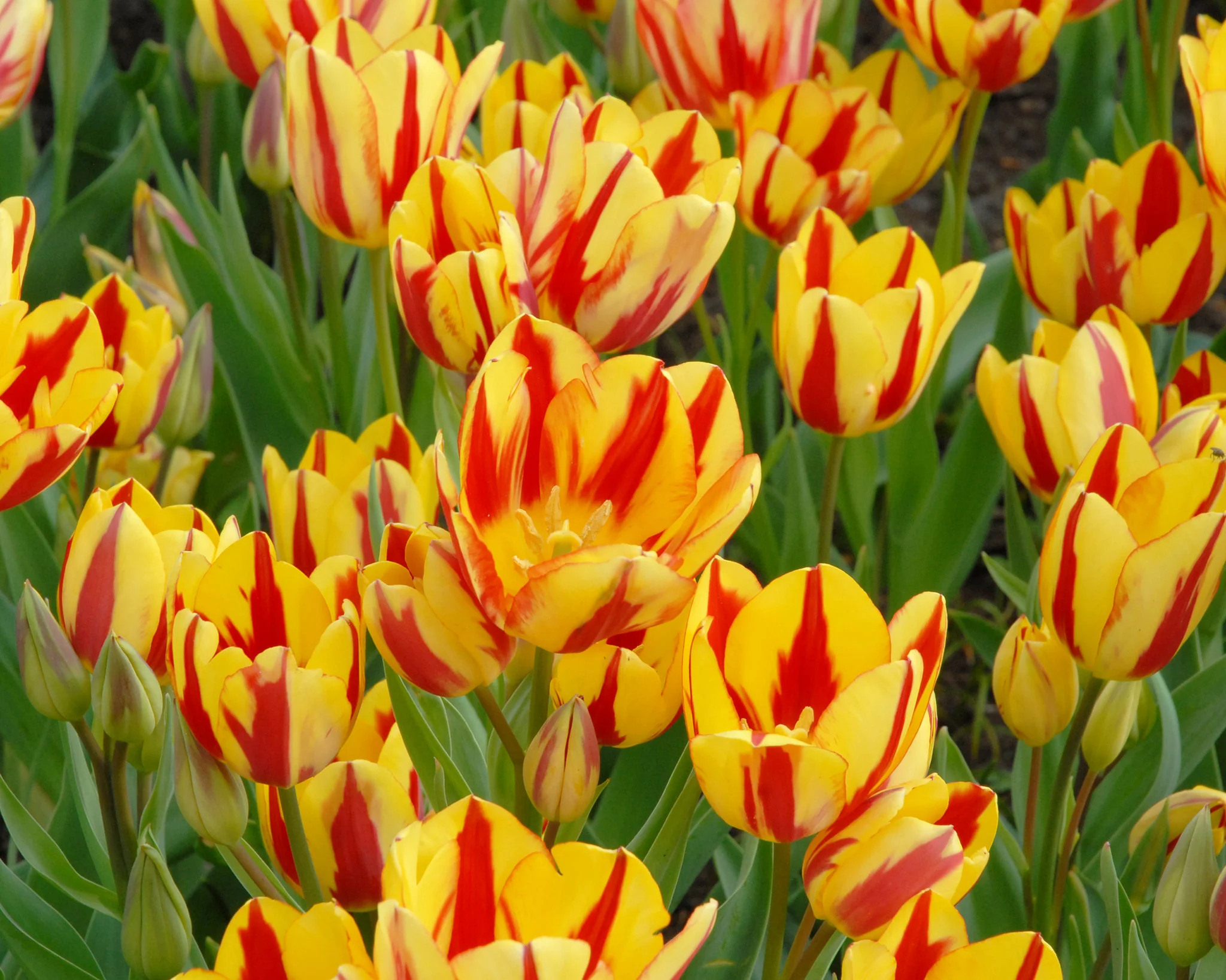 Tulip 'Colour Spectacle' - Image 5