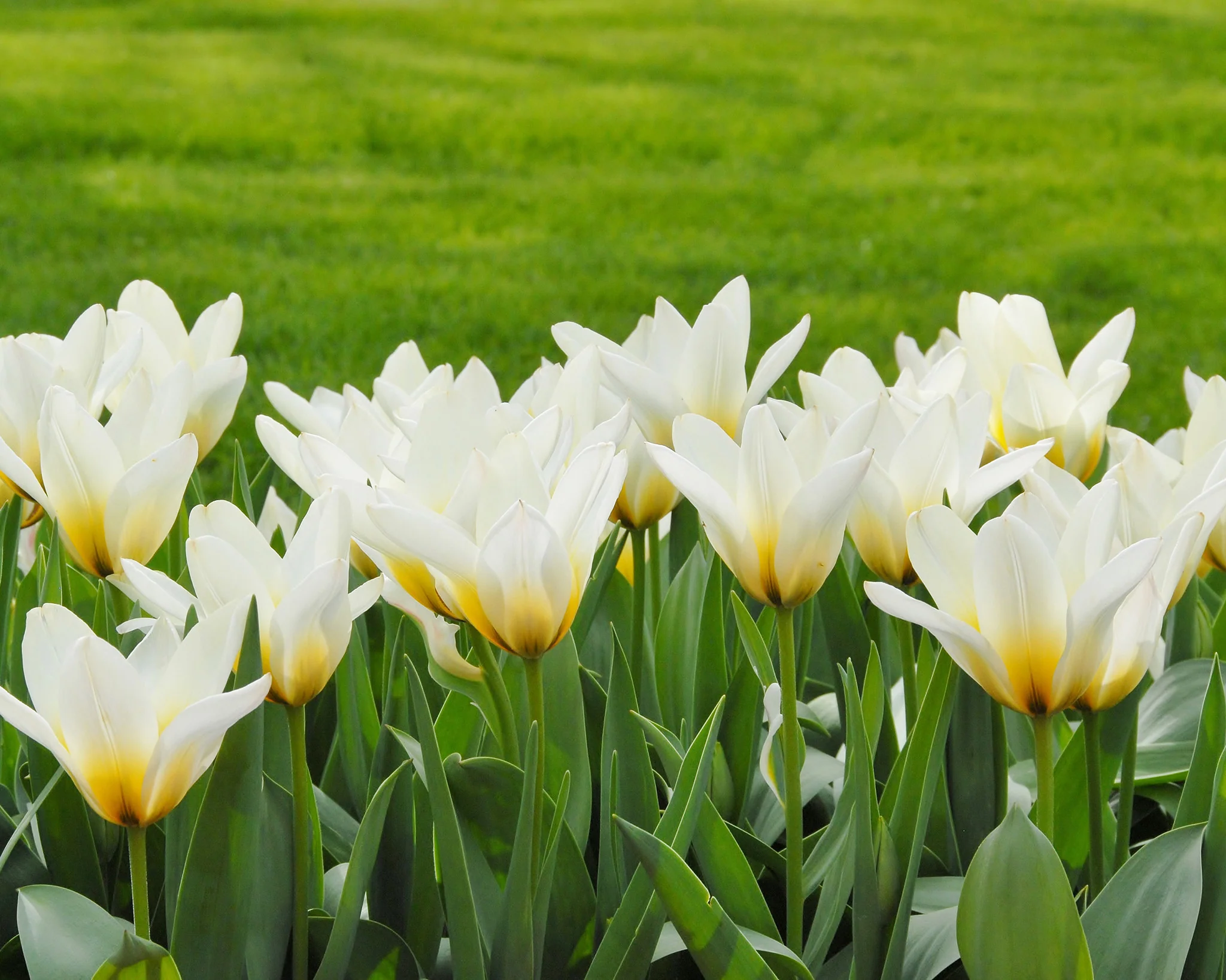 Tulip 'Concerto' - Image 2