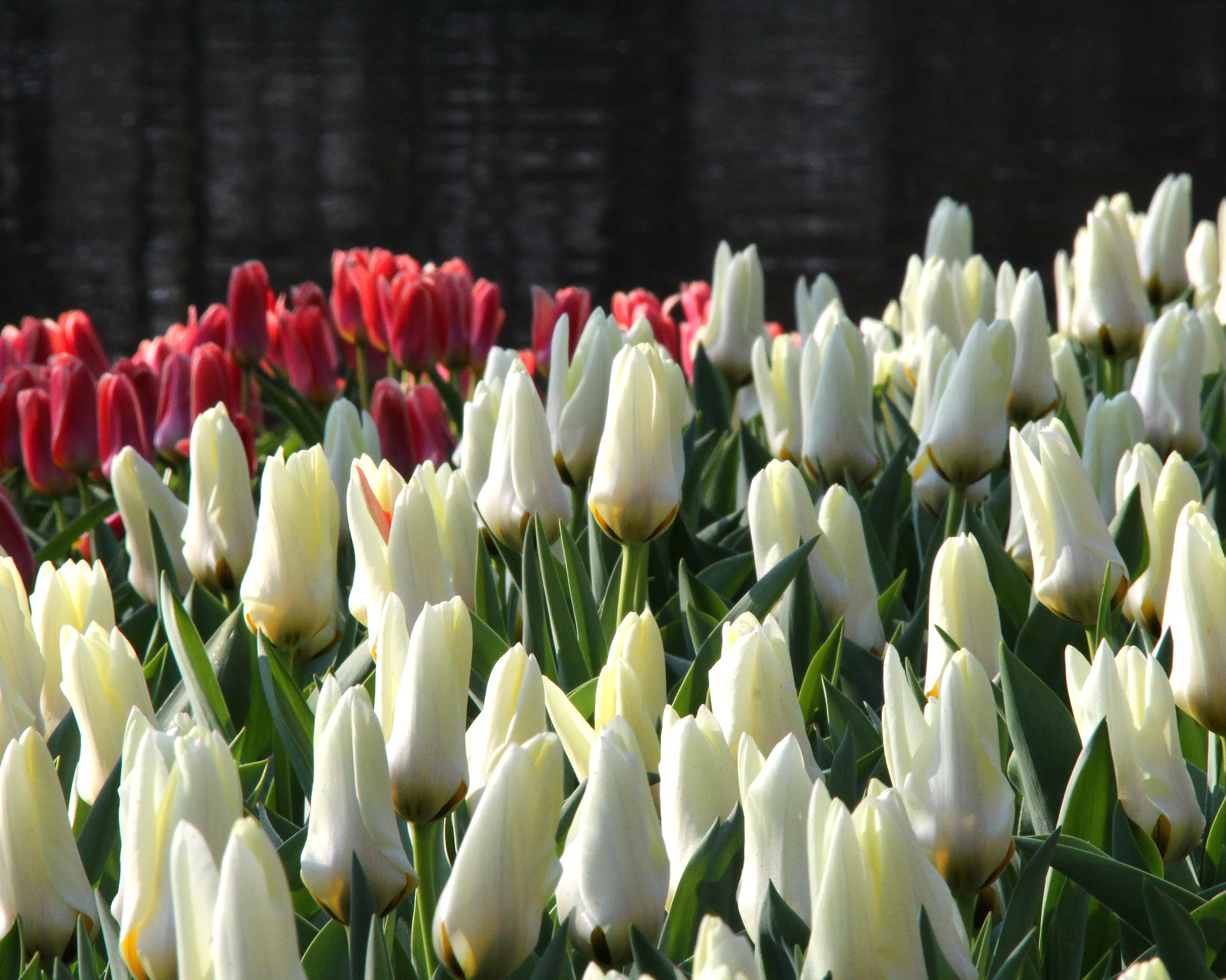 Tulip 'Concerto' - Image 3