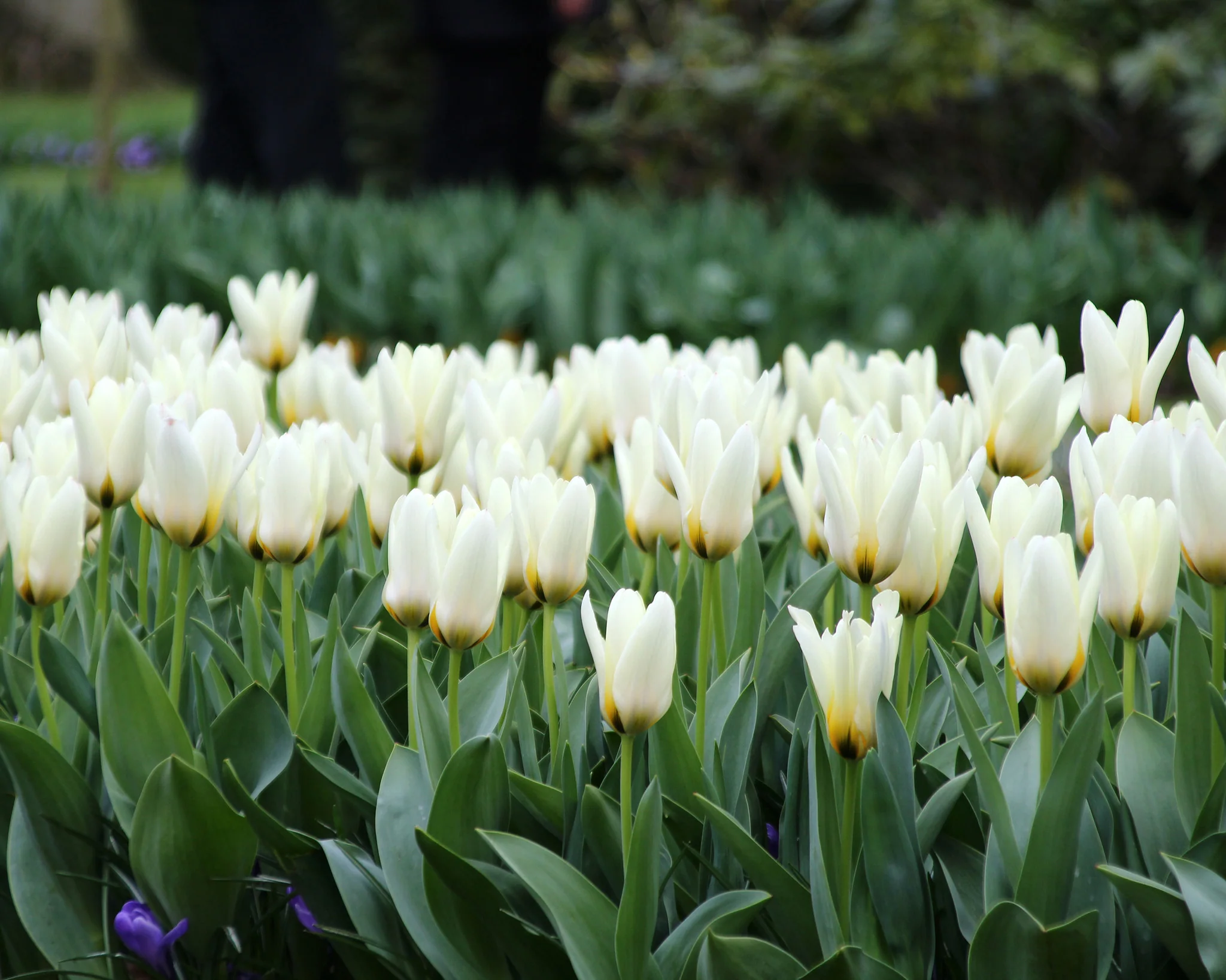 Tulip 'Concerto' - Image 5