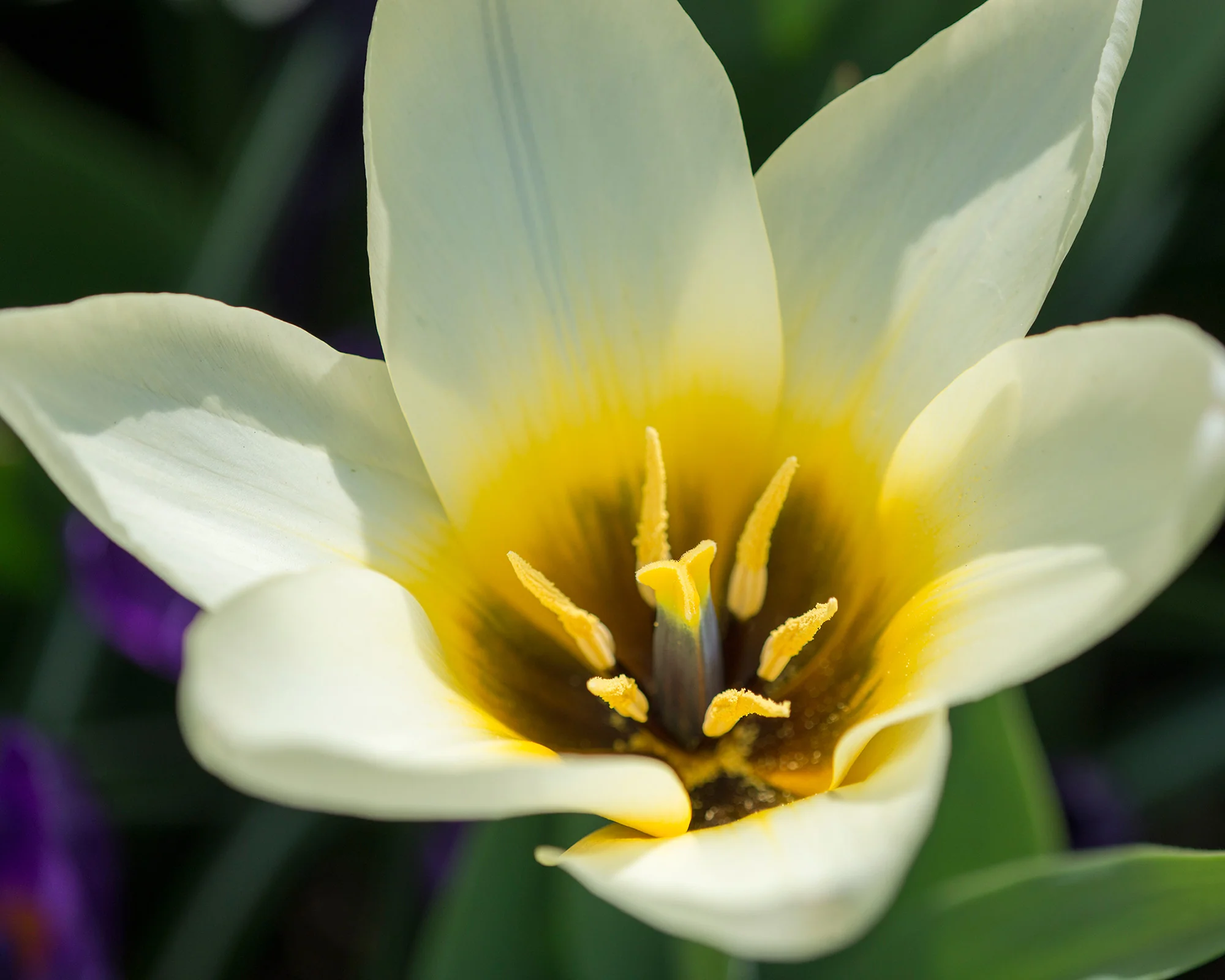 Tulip 'Concerto' - Image 6