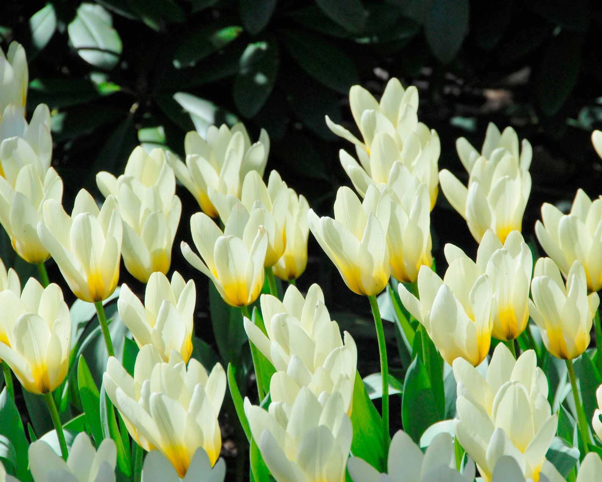 Tulip 'Concerto' - Image 7