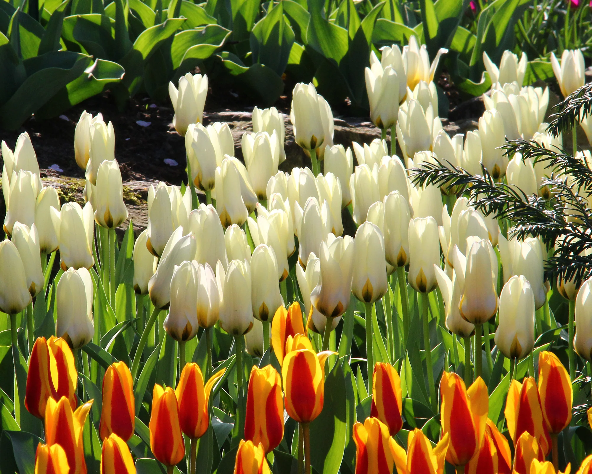 Tulip 'Concerto' - Image 8