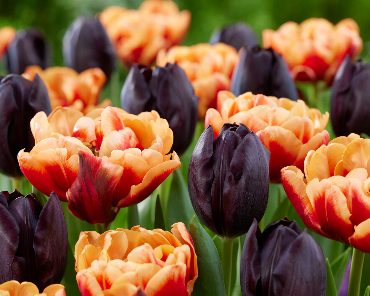 Tulip 'Congo' - Image 2