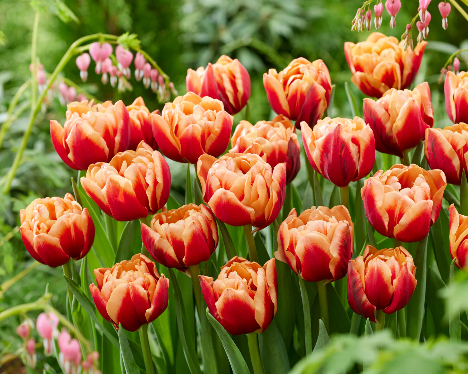 Tulip 'Congo' - Image 3