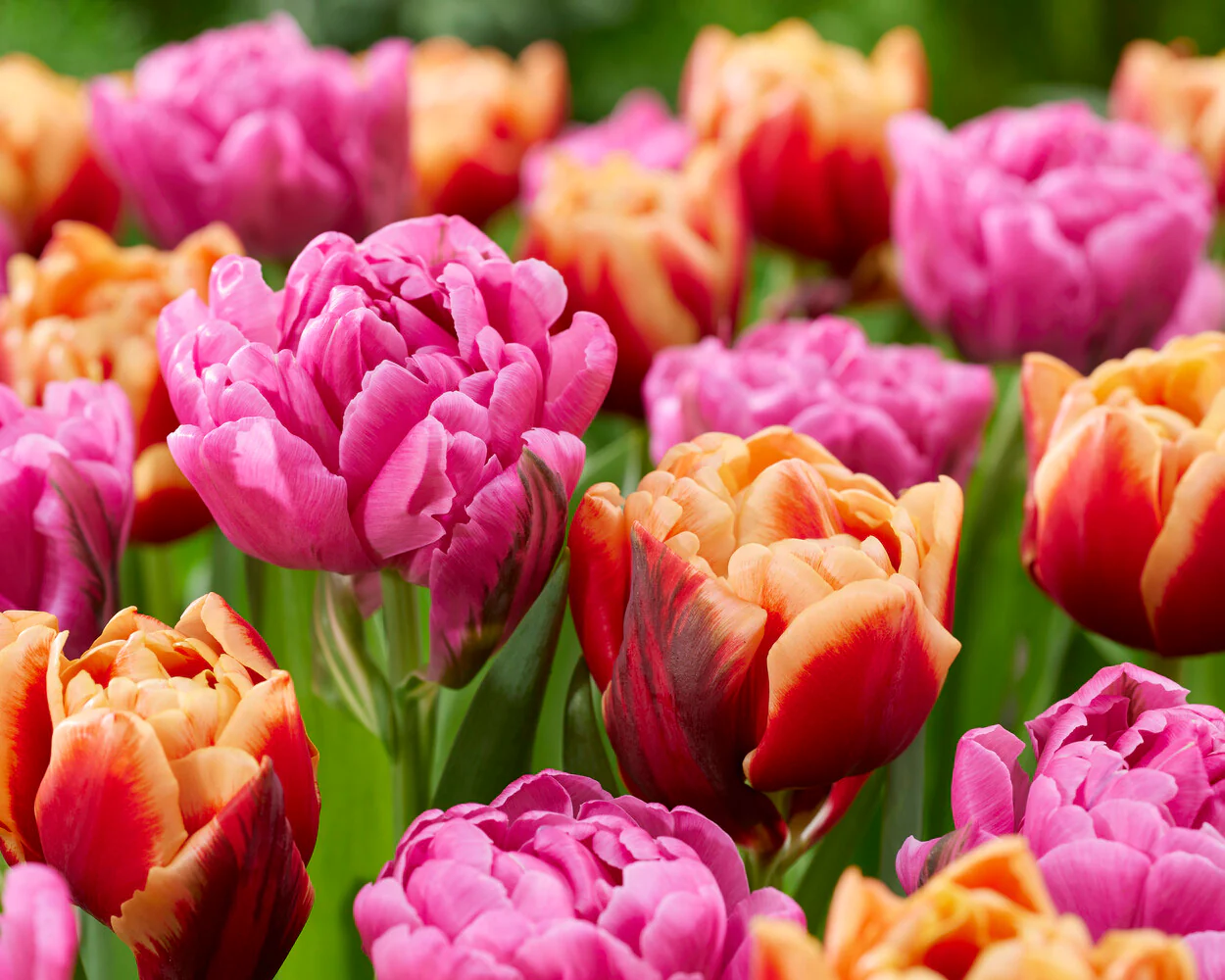 Tulip 'Congo' - Image 5