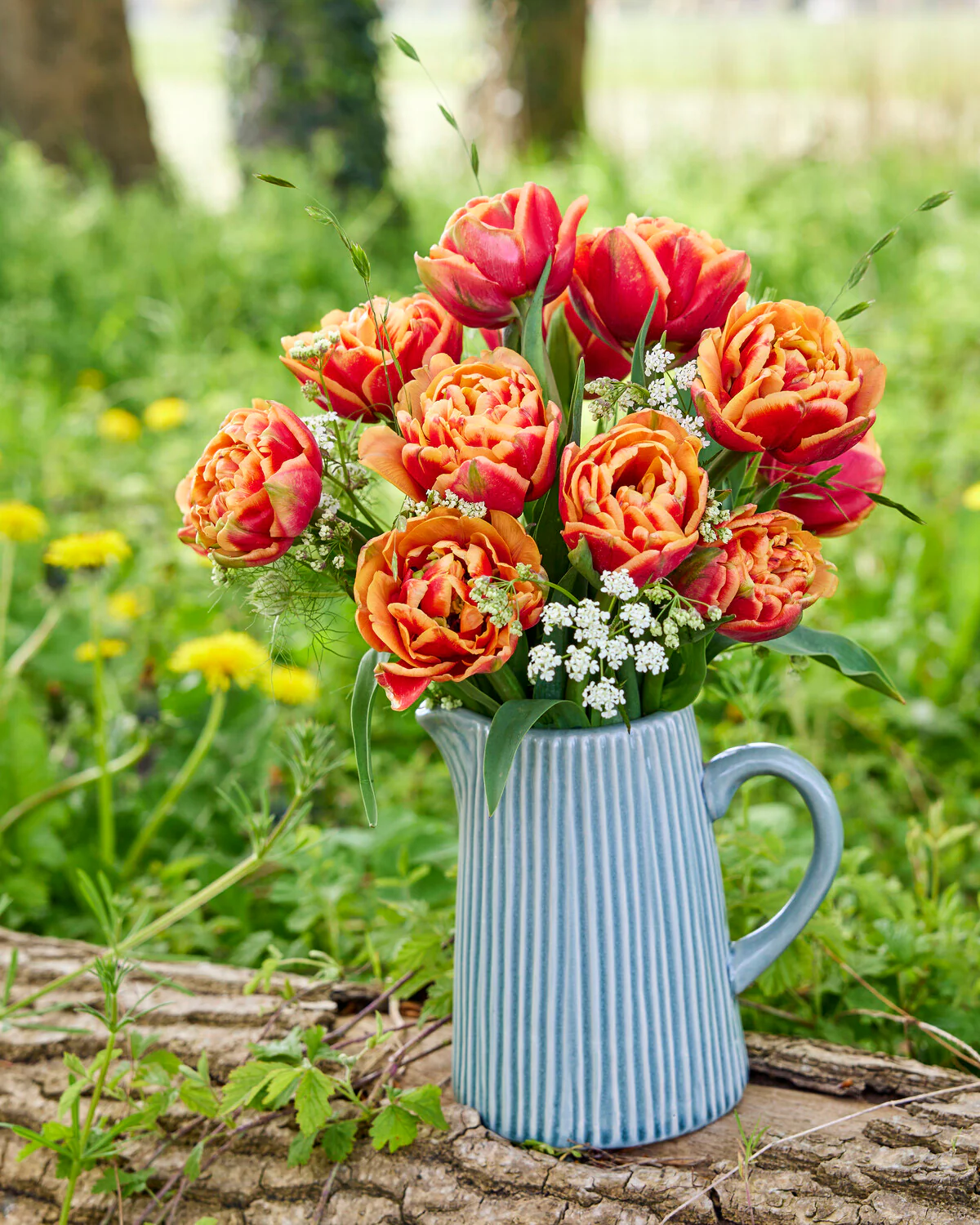 Tulip 'Congo' - Image 6