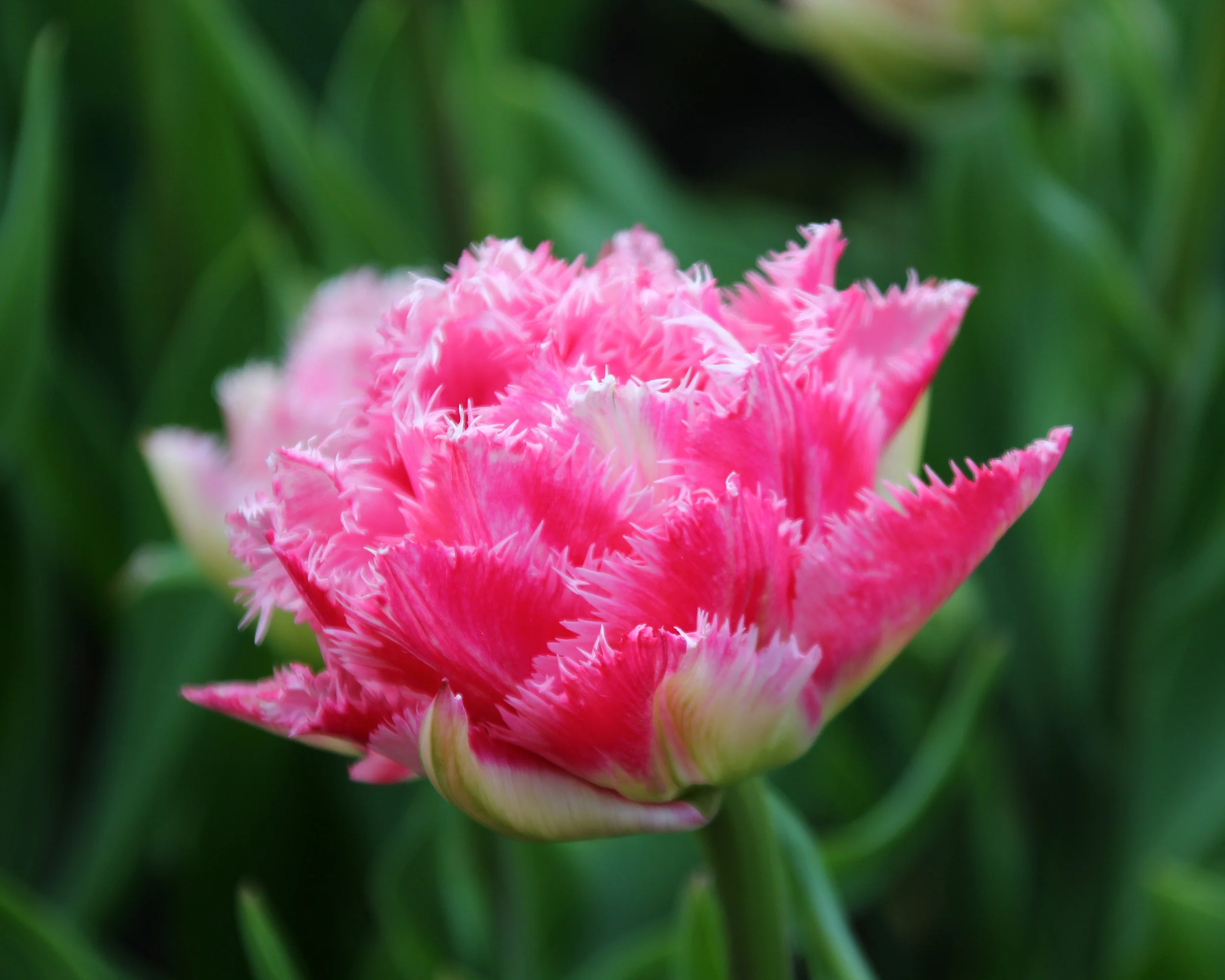 Tulip 'Cool Crystal' - Image 4