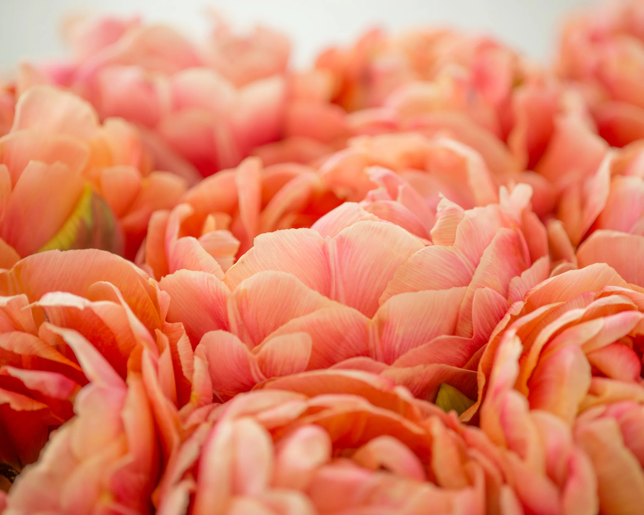 Tulip 'Copper Image' - Image 4