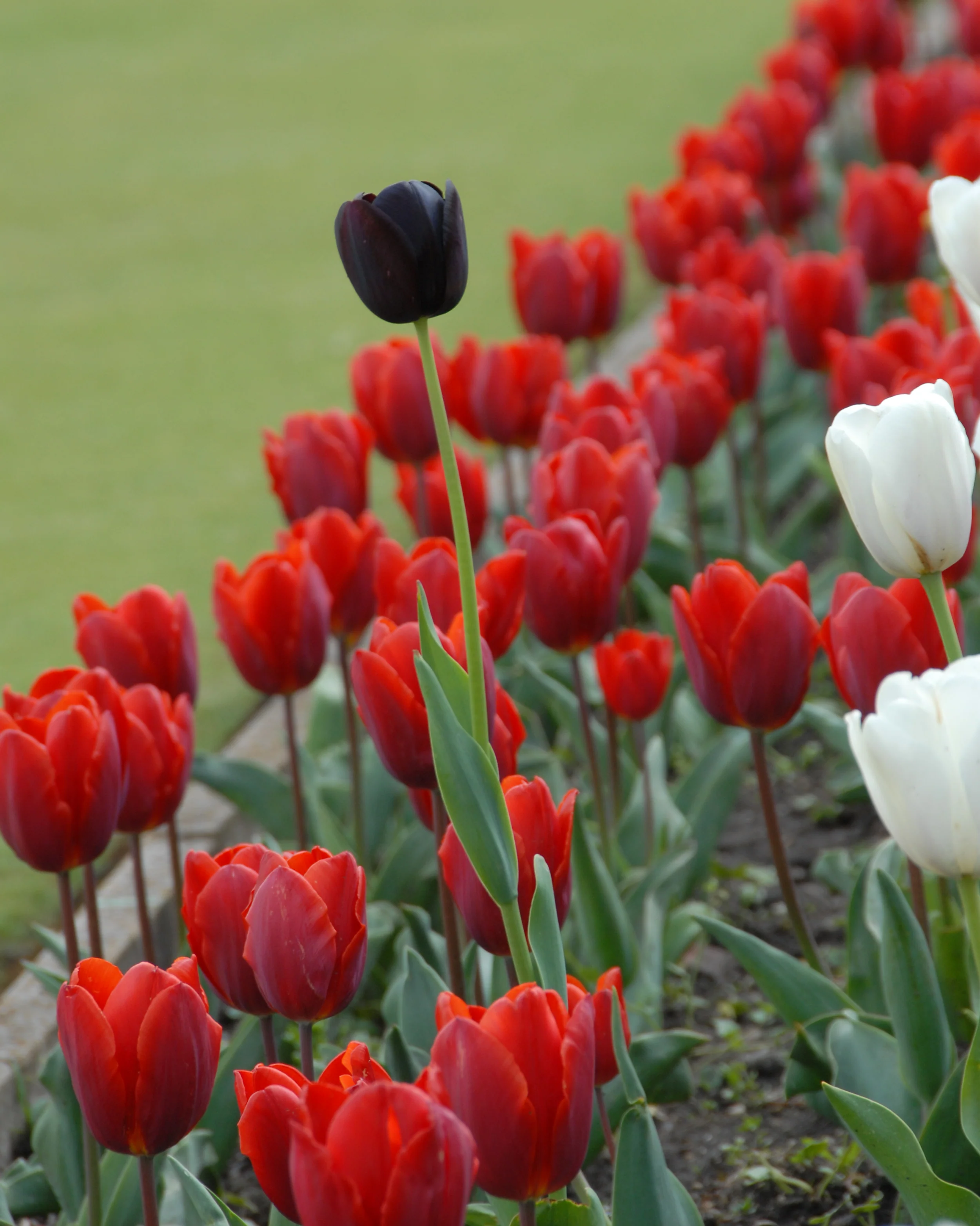 Tulip 'Couleur Cardinal' - Image 6