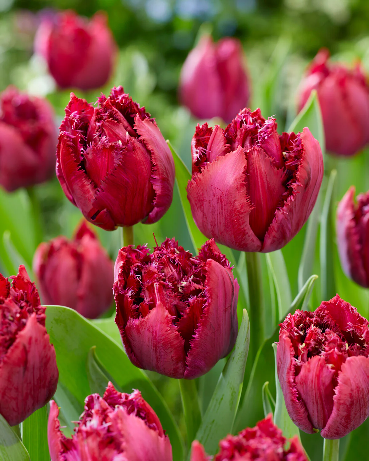 Tulip 'Cranberry Thistle' - Image 2