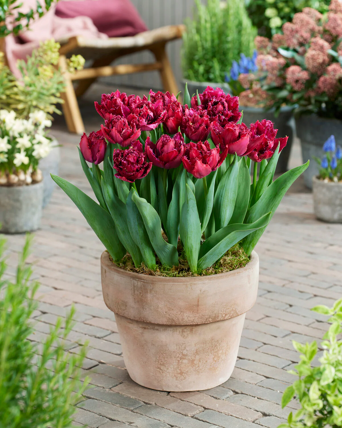 Tulip 'Cranberry Thistle' - Image 4