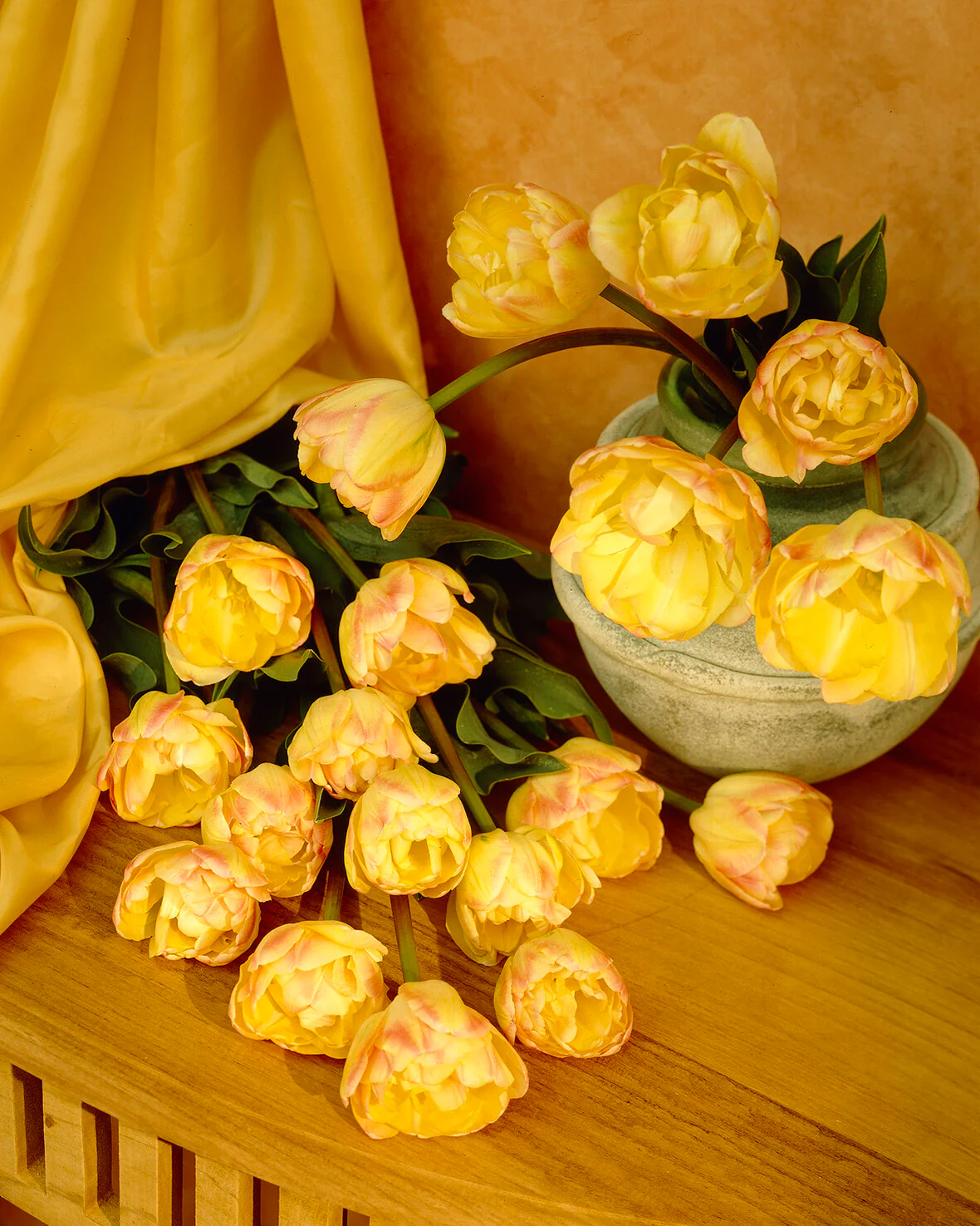 Tulip 'Crème Upstar' - Image 11