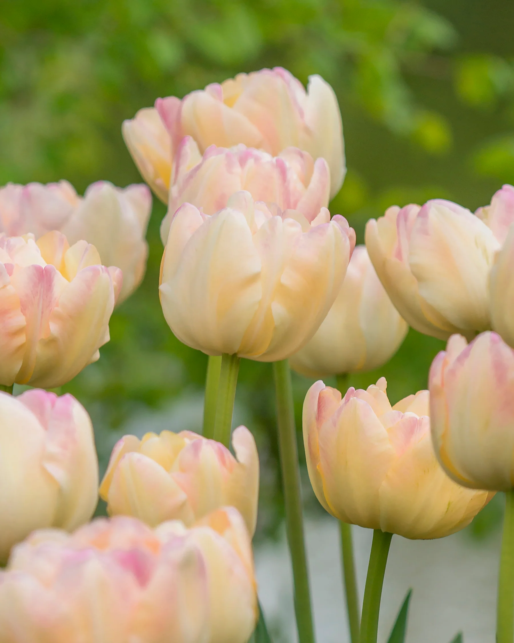 Tulip 'Crème Upstar' - Image 2