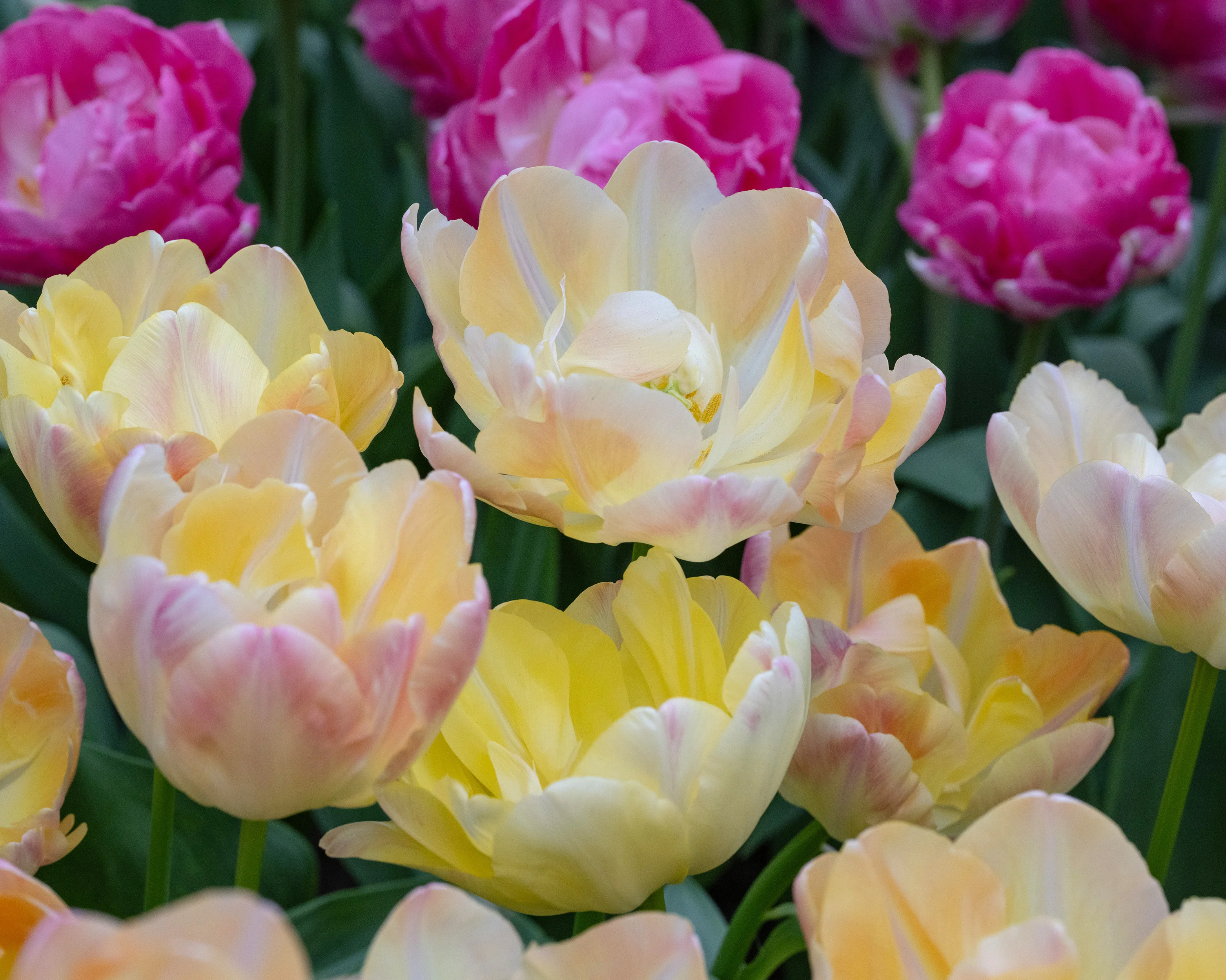 Tulip 'Crème Upstar' - Image 4