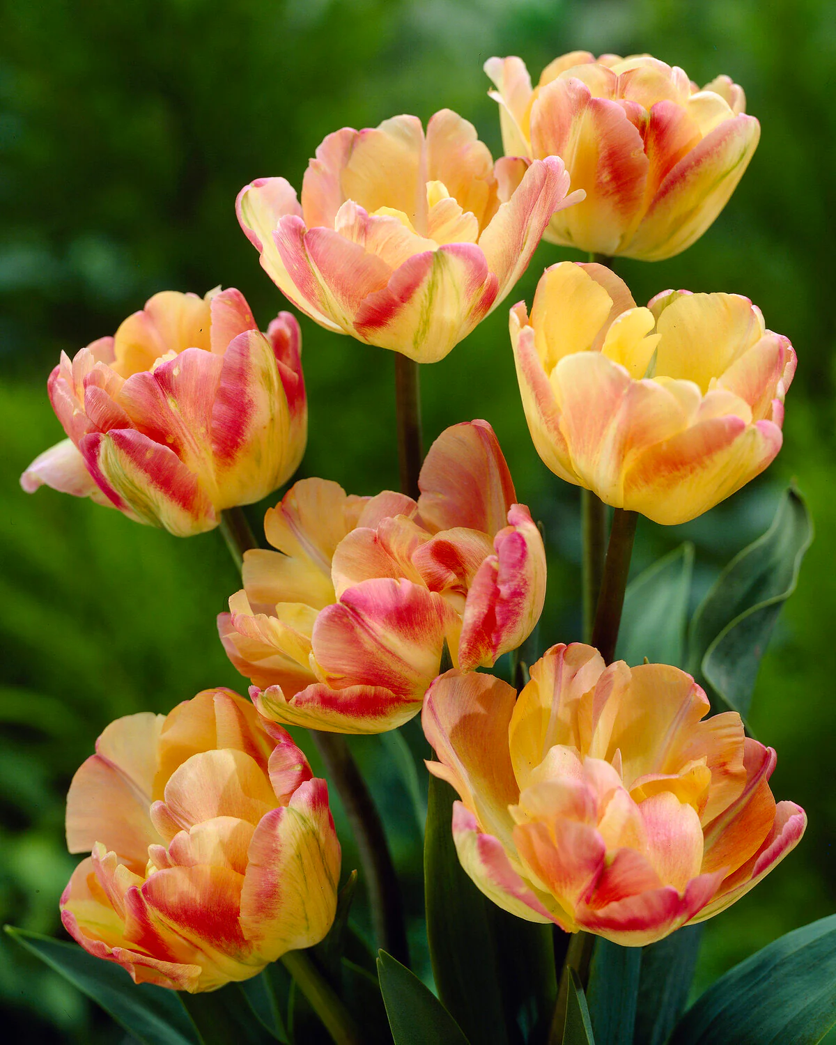 Tulip 'Crème Upstar' - Image 6