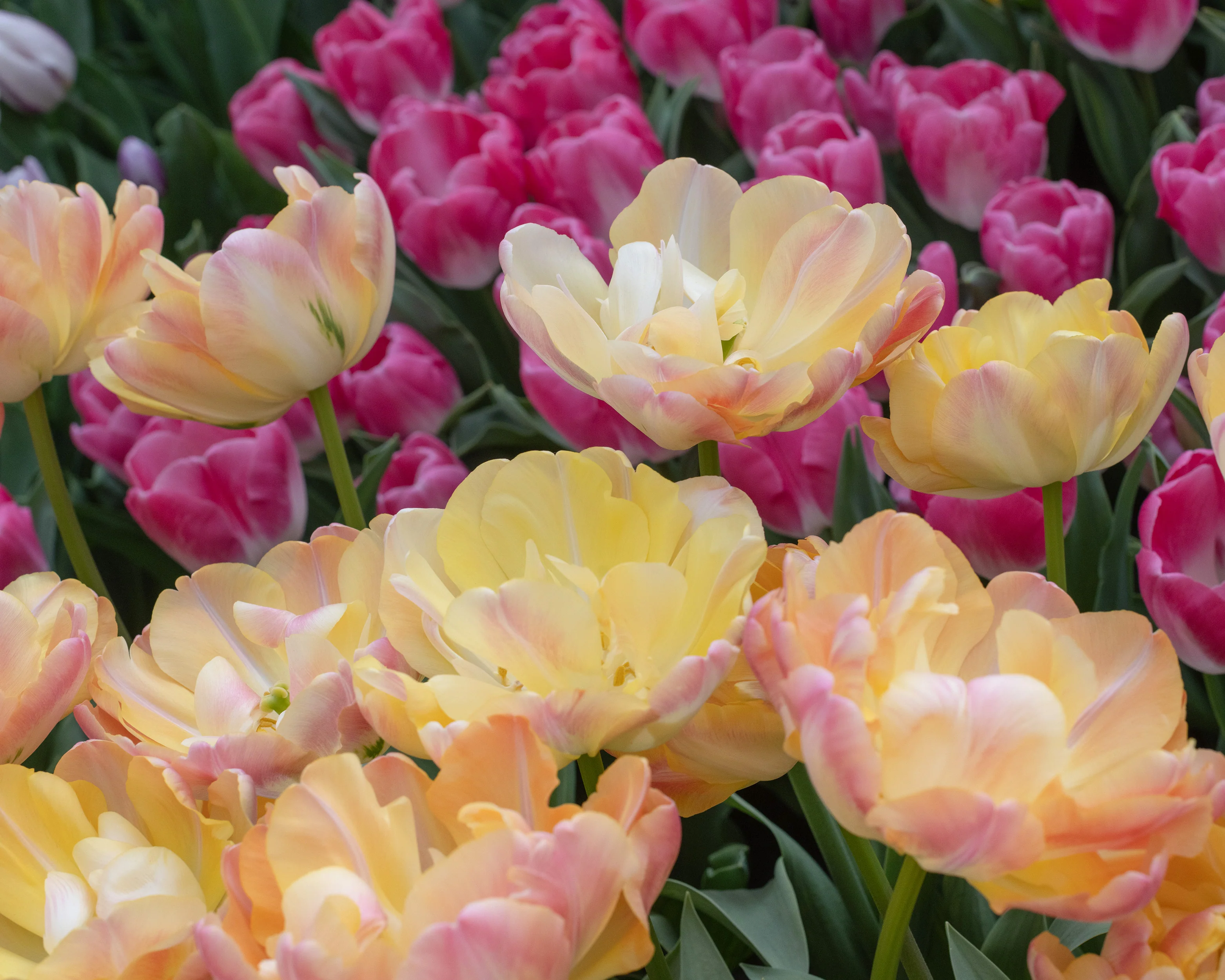 Tulip 'Crème Upstar' - Image 8