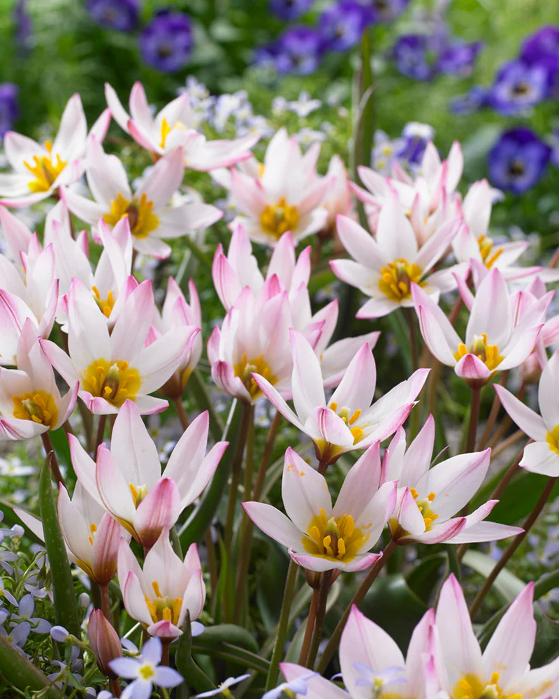Tulip cretica 'Hilde' - Image 2