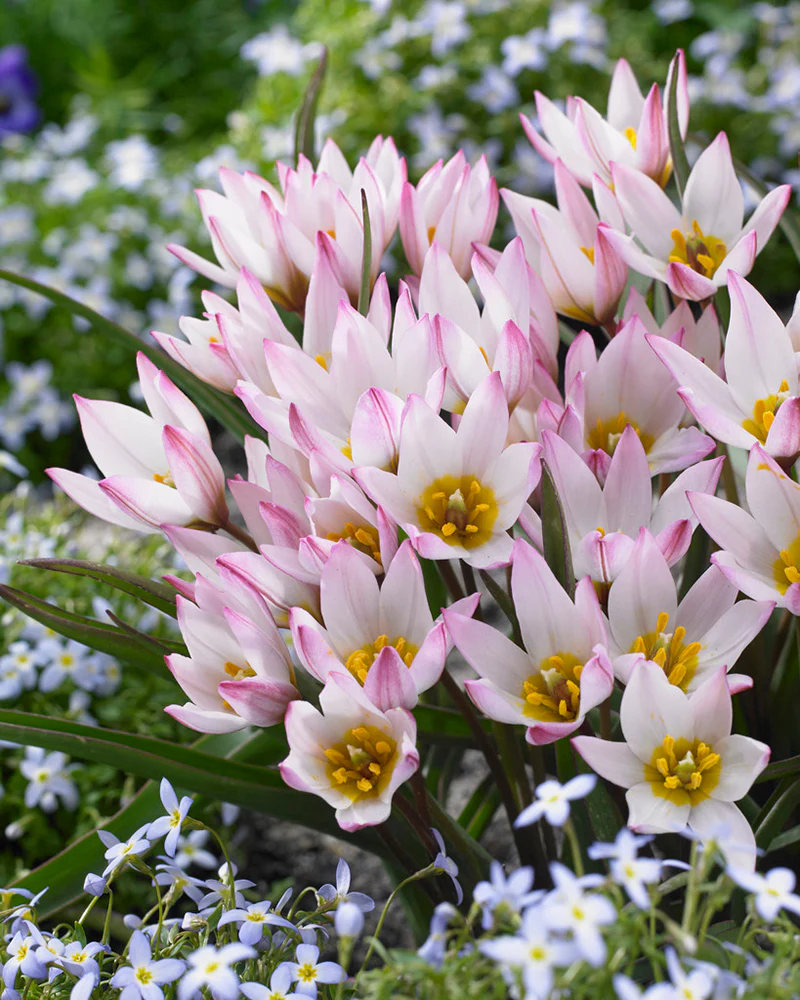 Tulip cretica 'Hilde' - Image 3
