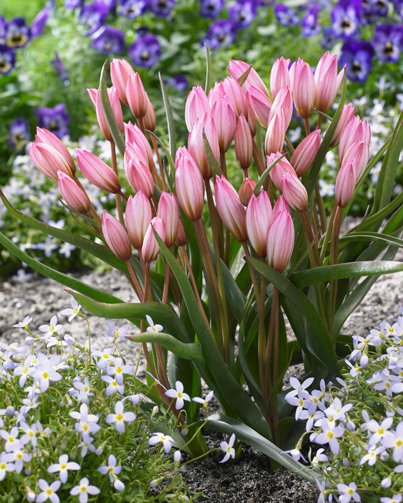 Tulip cretica 'Hilde' - Image 5