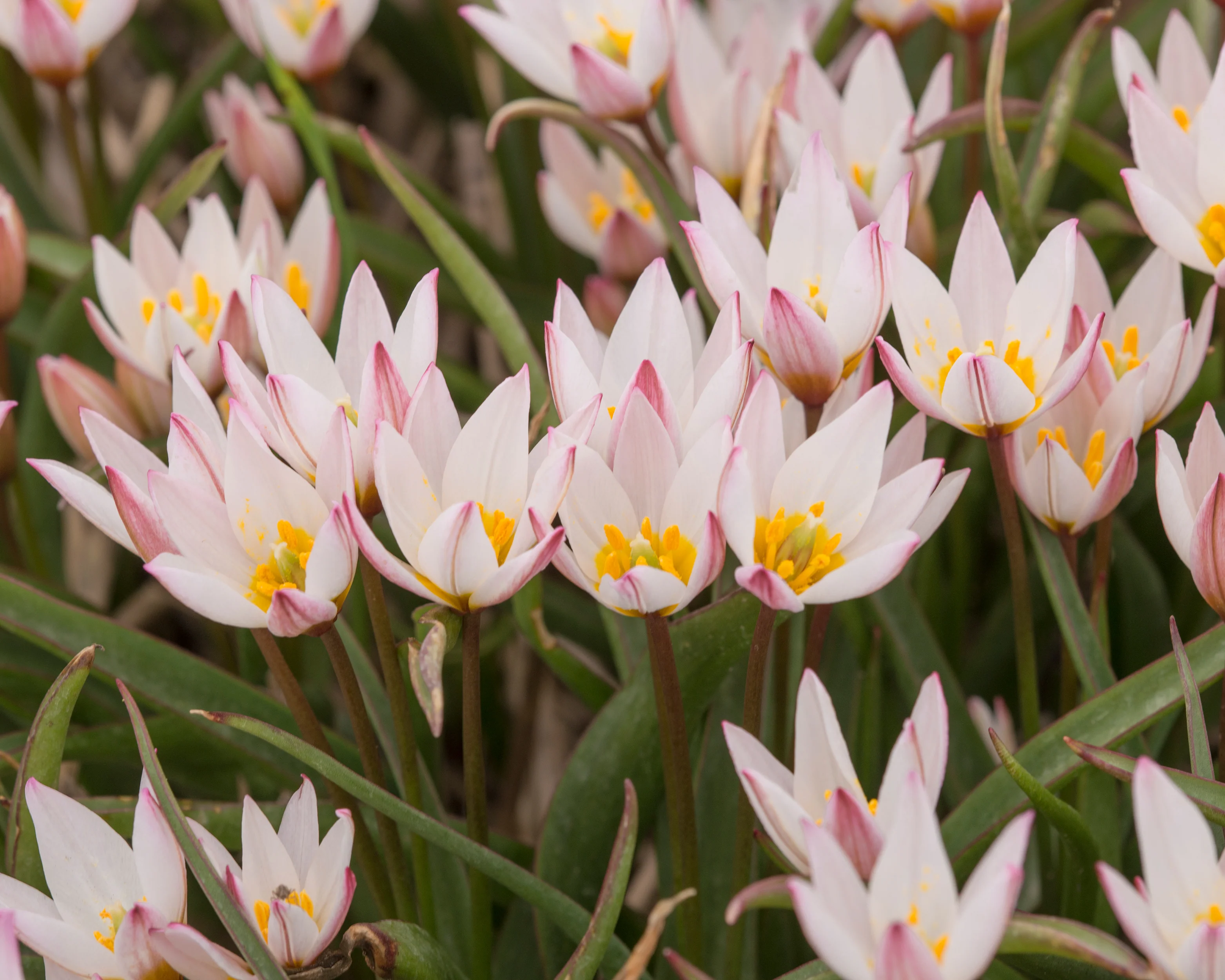Tulip cretica 'Hilde' - Image 8