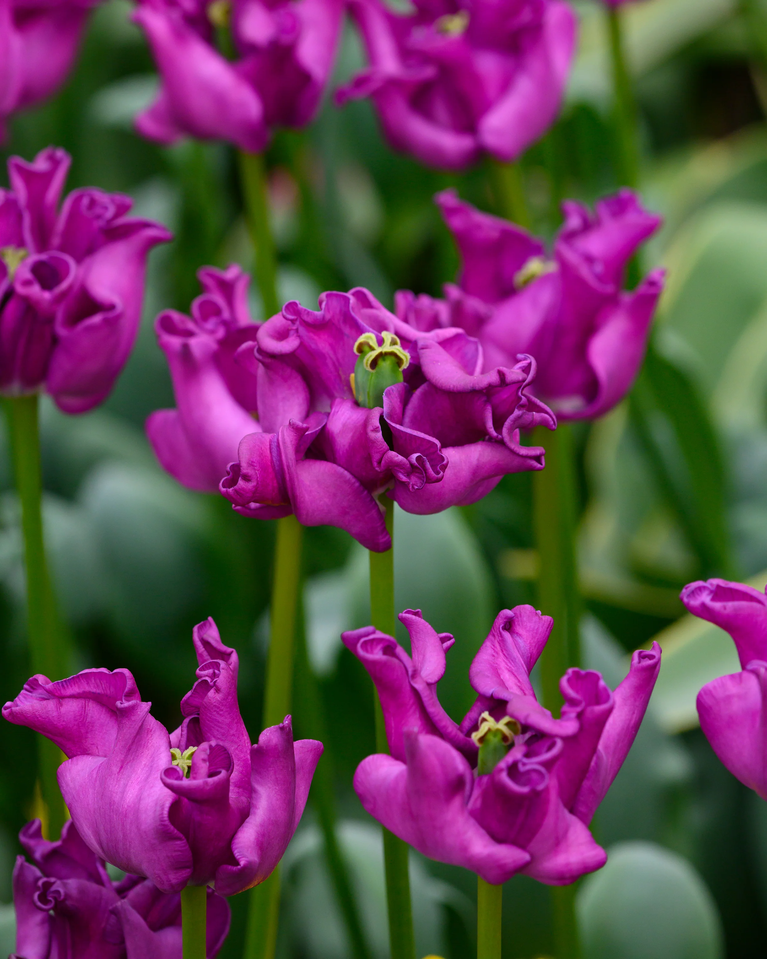 Tulip 'Crown of Negrita' - Image 12