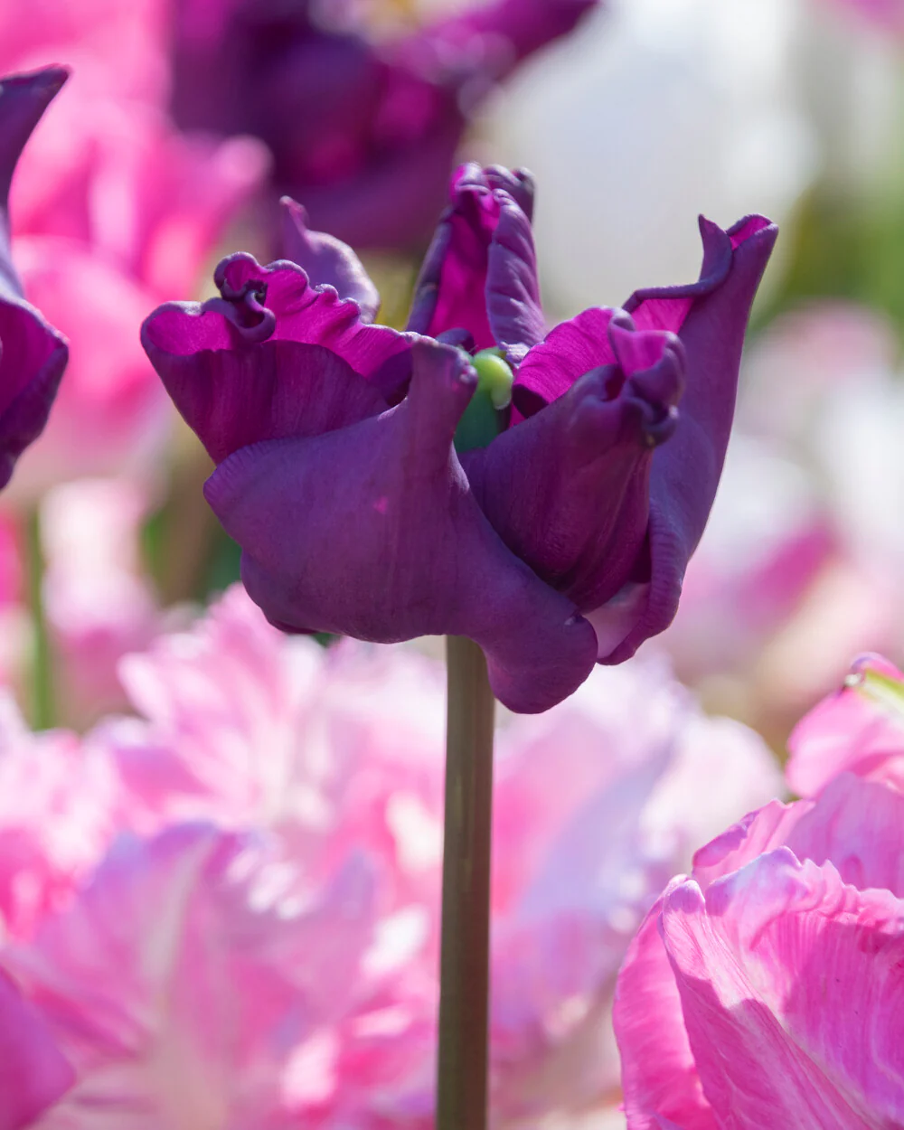 Tulip 'Crown of Negrita' - Image 3