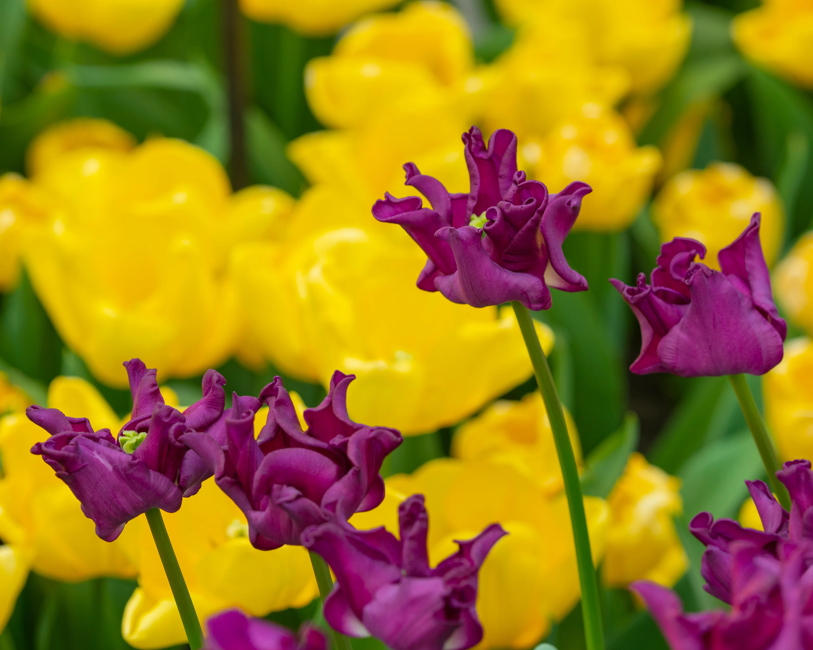 Tulip 'Crown of Negrita' - Image 6