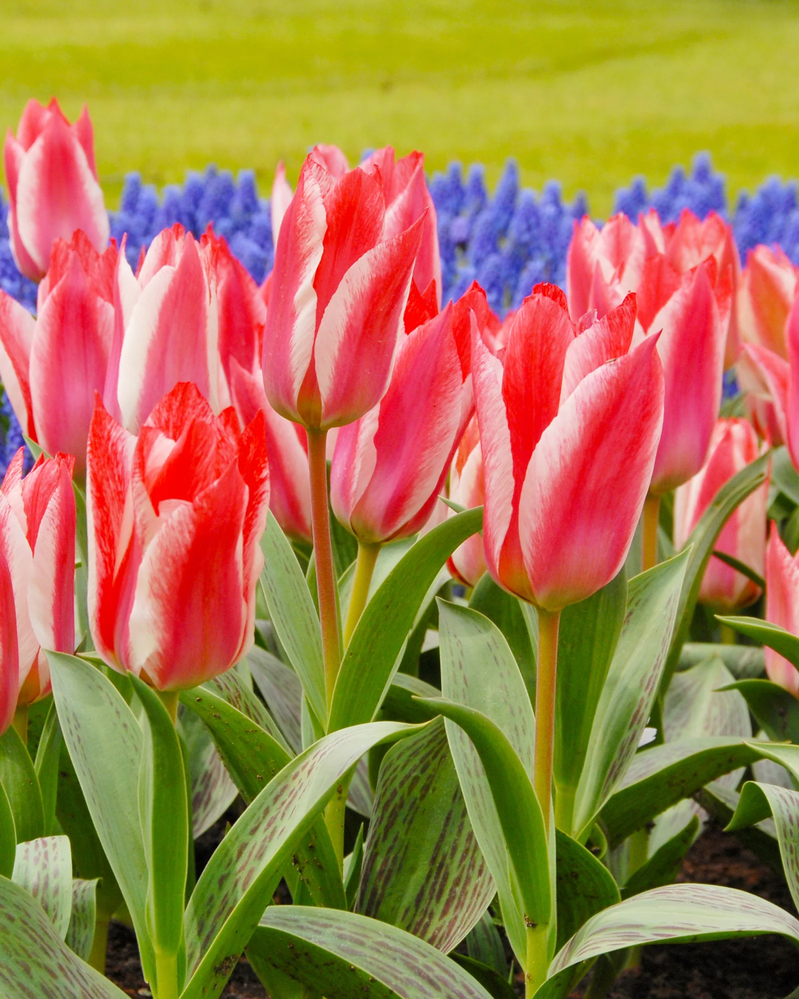 Tulip 'Czar Peter'