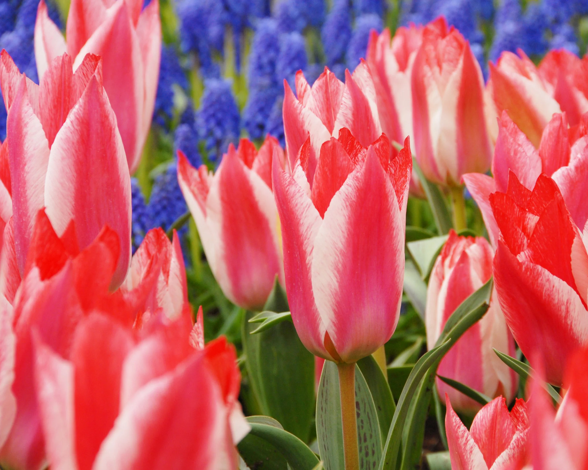 Tulip 'Czar Peter' - Image 5
