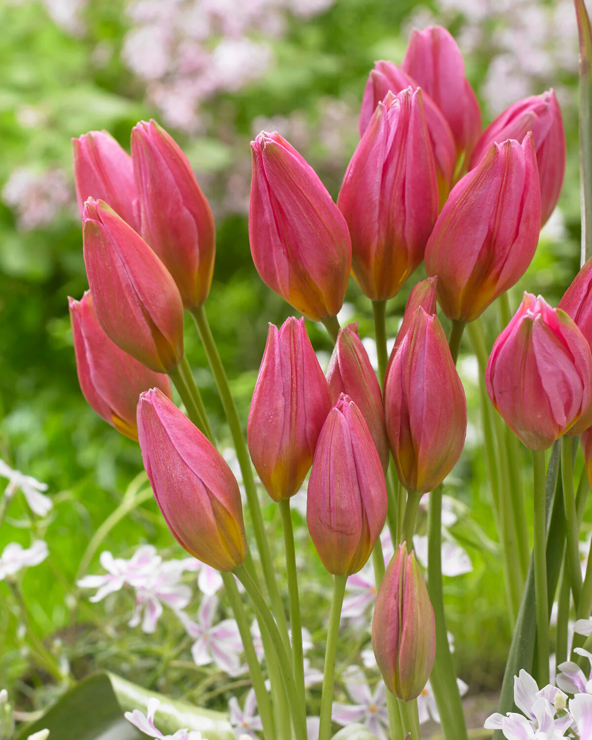 Tulip 'Daniella' - Image 2