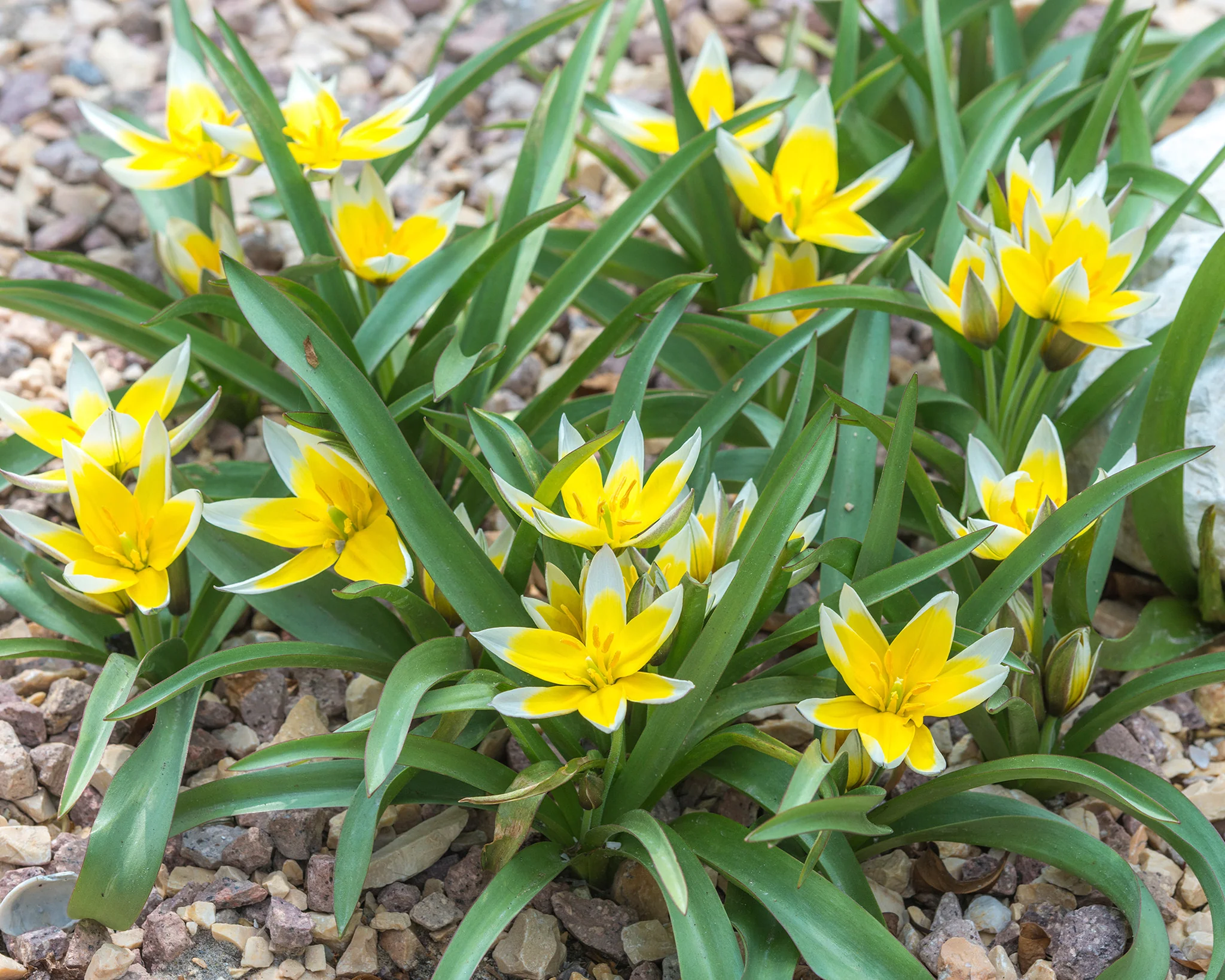 Tulip dasystemon tarda - Image 4