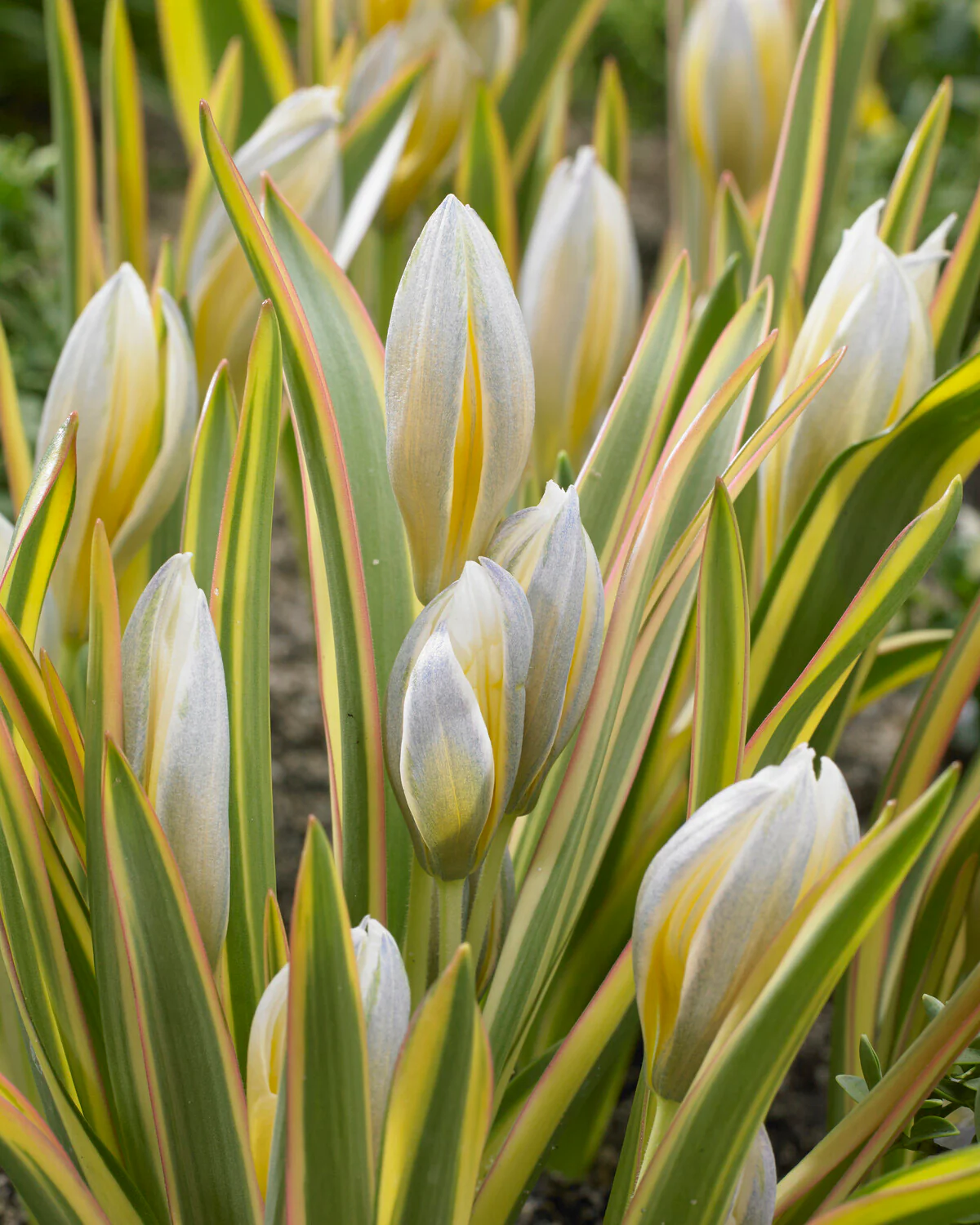 Tulip tarda 'Interaction' - Image 2
