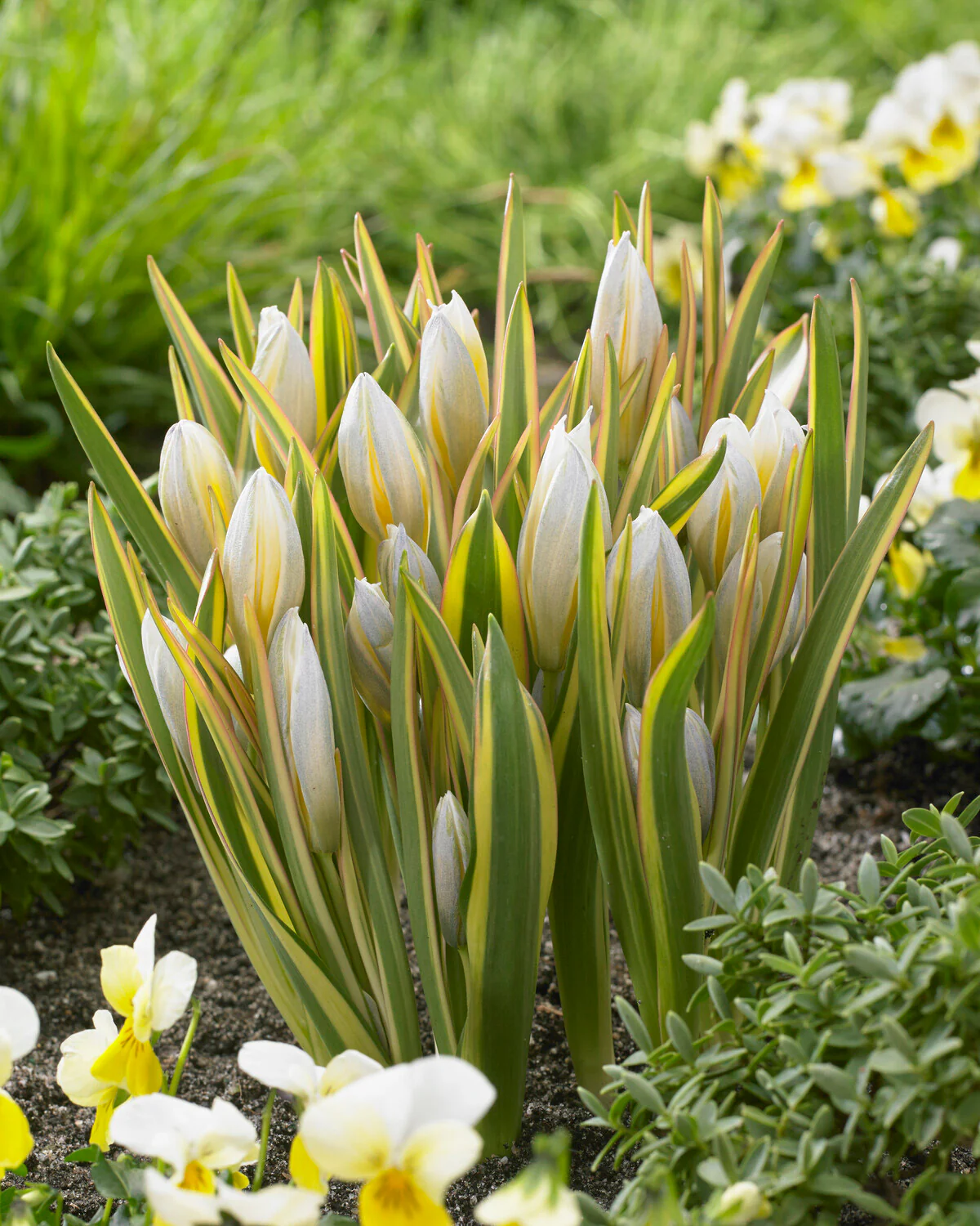 Tulip tarda 'Interaction' - Image 3