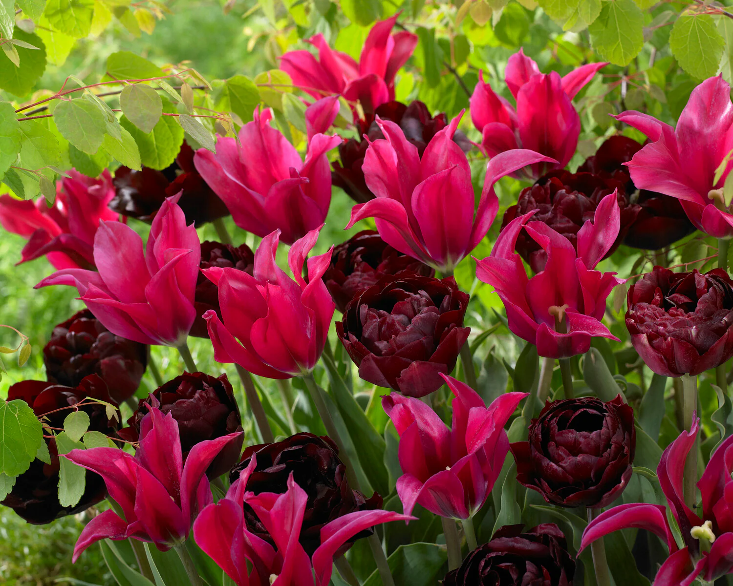 Tulip 'Doll's Minuet' - Image 10