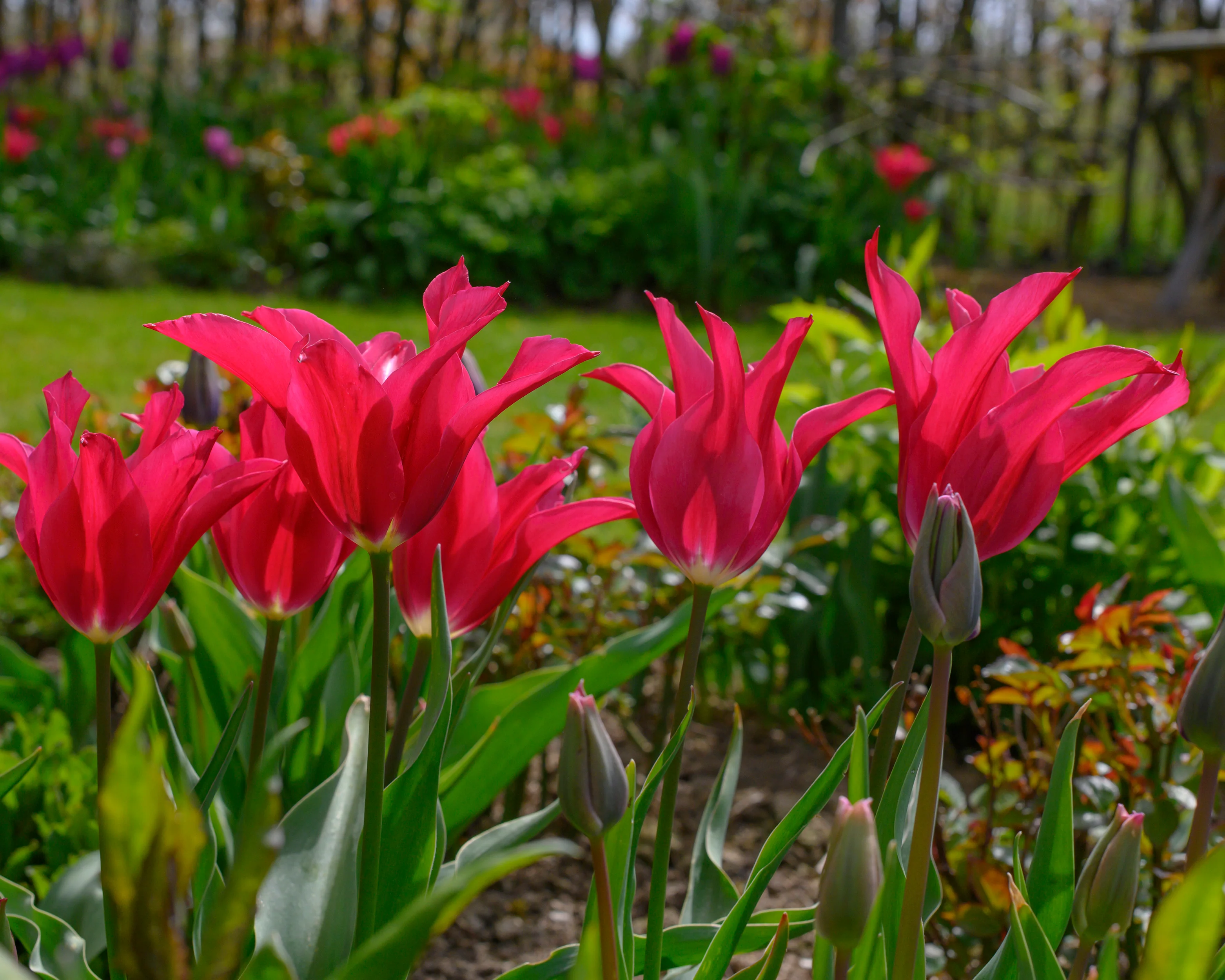 Tulip 'Doll's Minuet' - Image 2