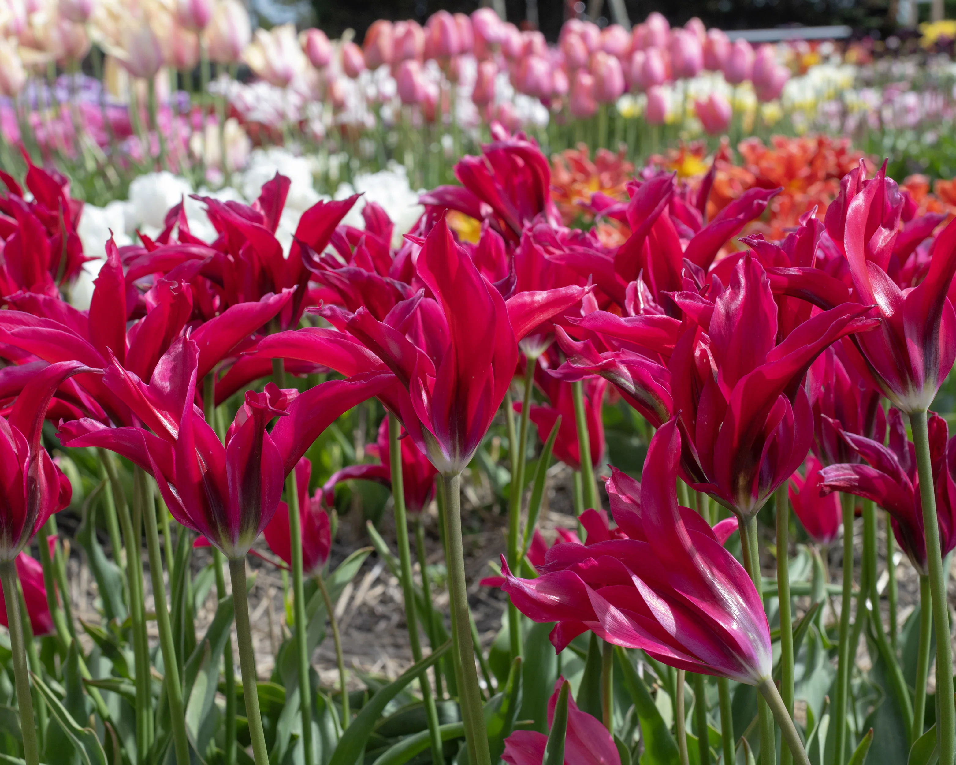 Tulip 'Doll's Minuet' - Image 3