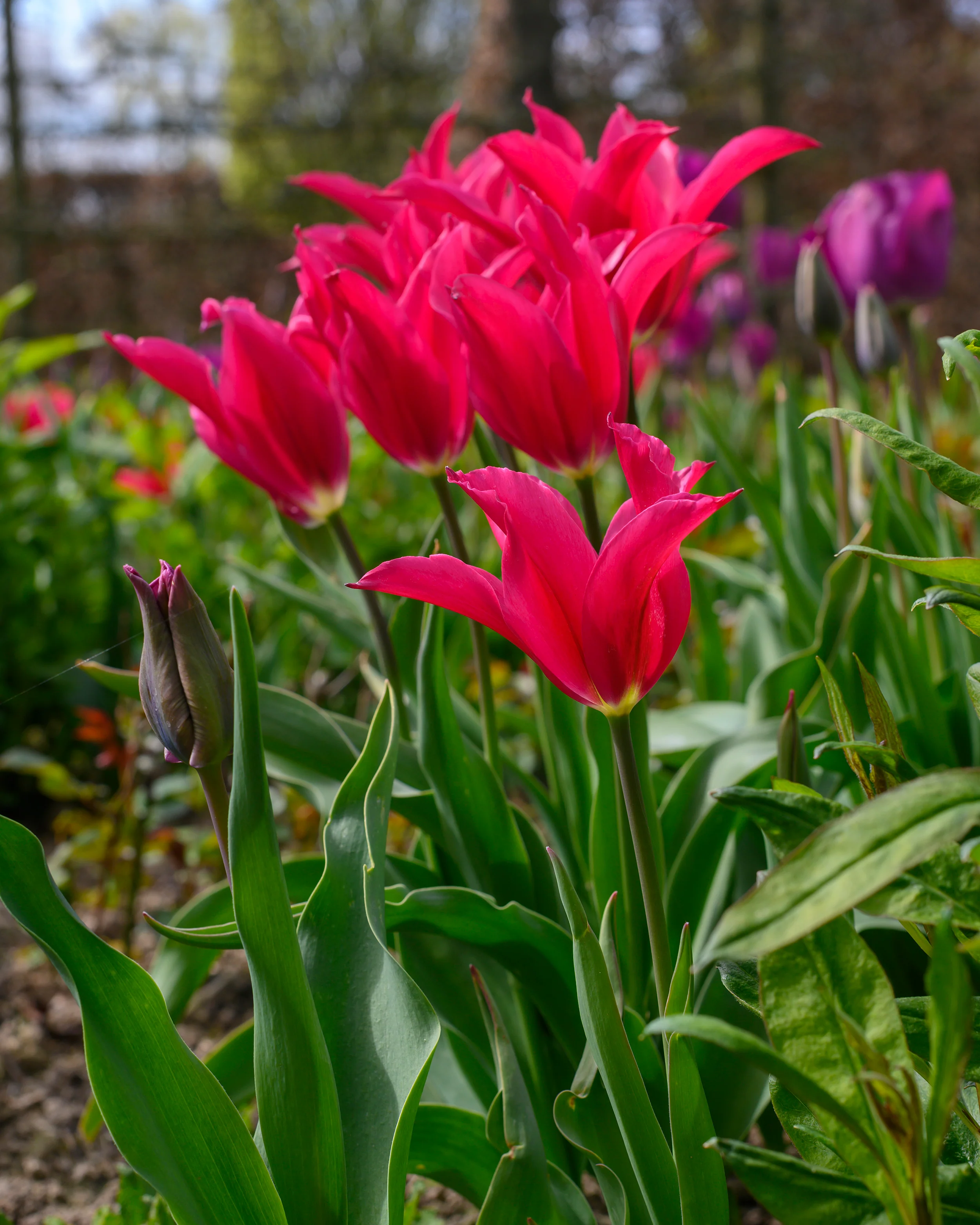 Tulip 'Doll's Minuet' - Image 5