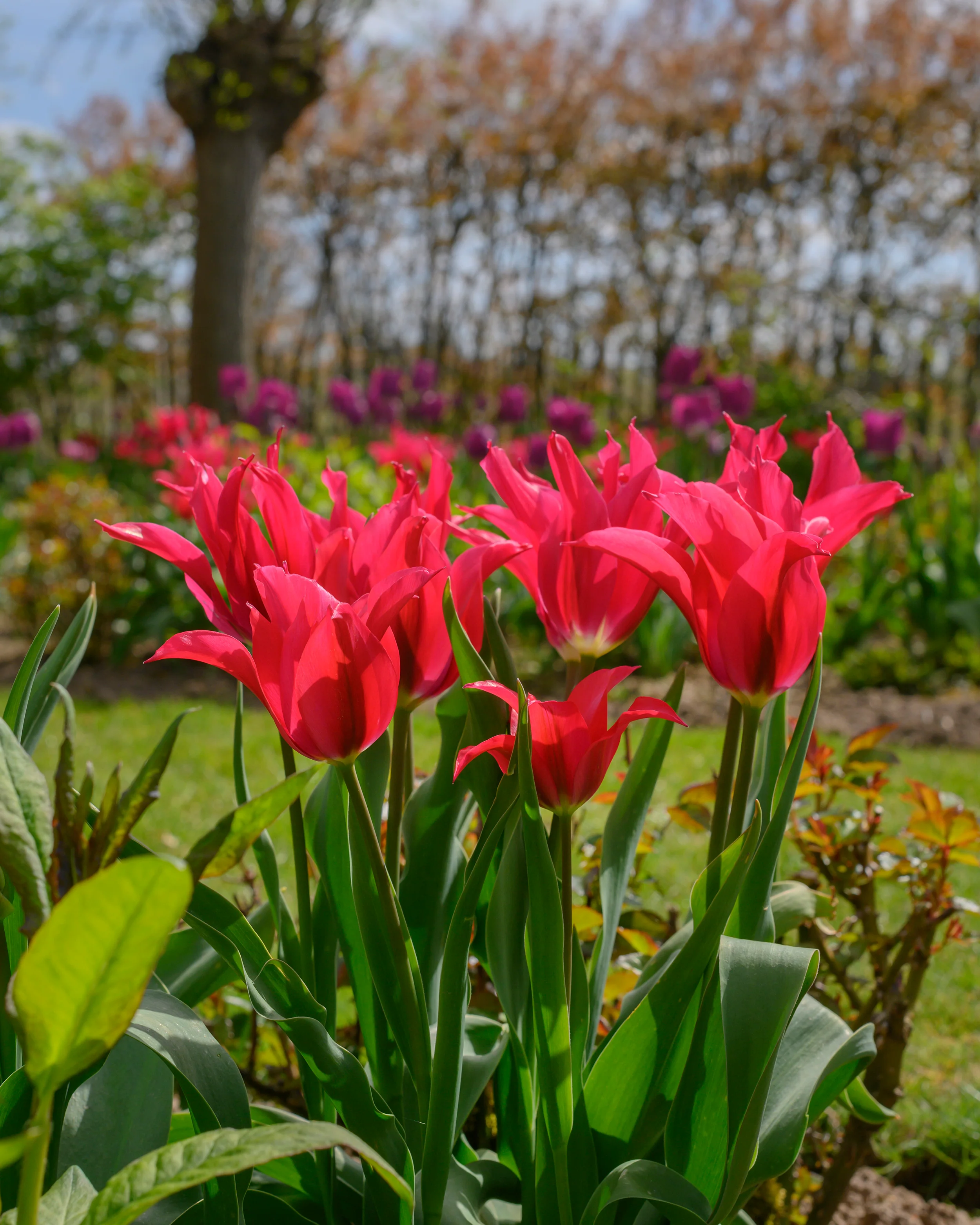 Tulip 'Doll's Minuet' - Image 6