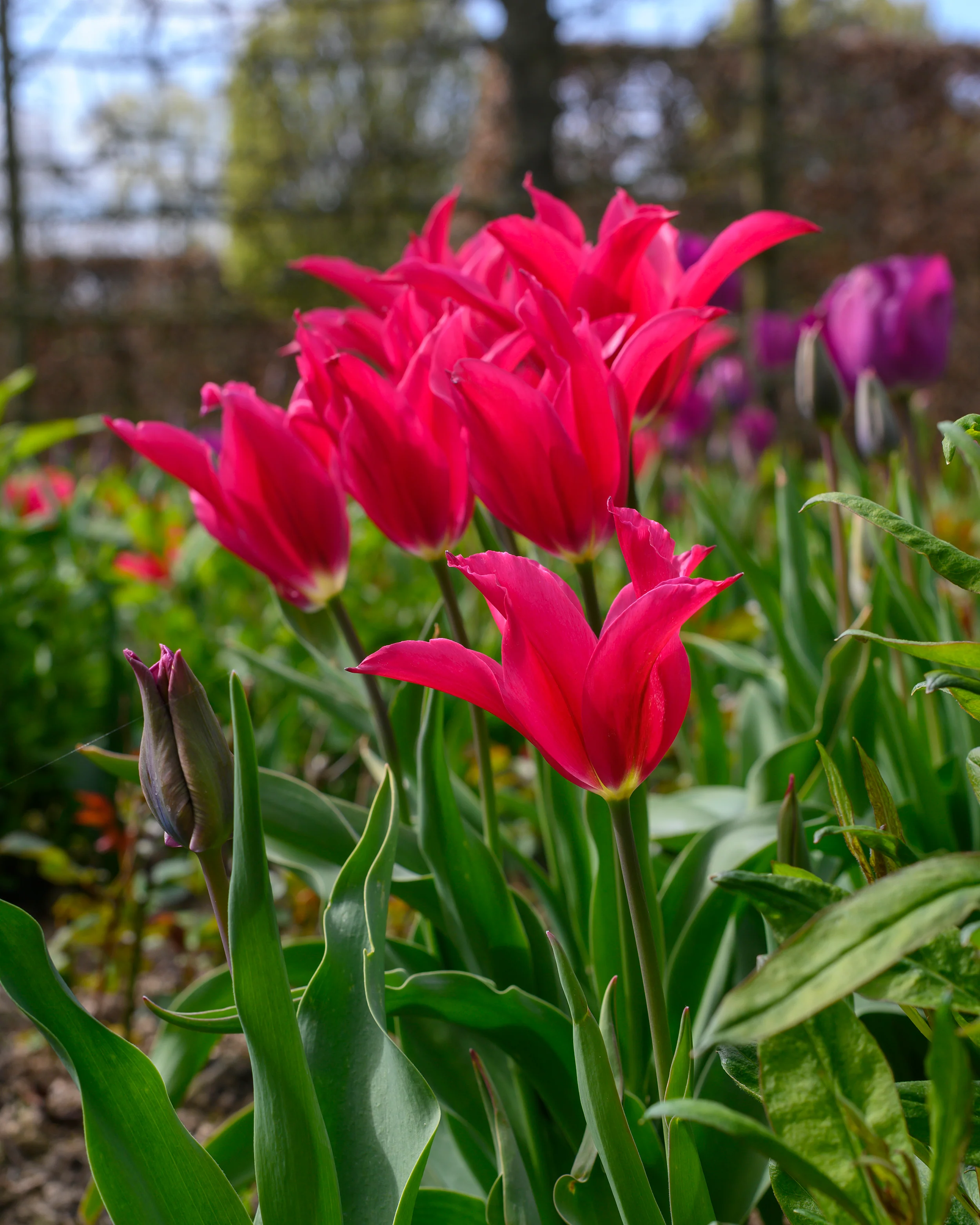 Tulip 'Doll's Minuet' - Image 8