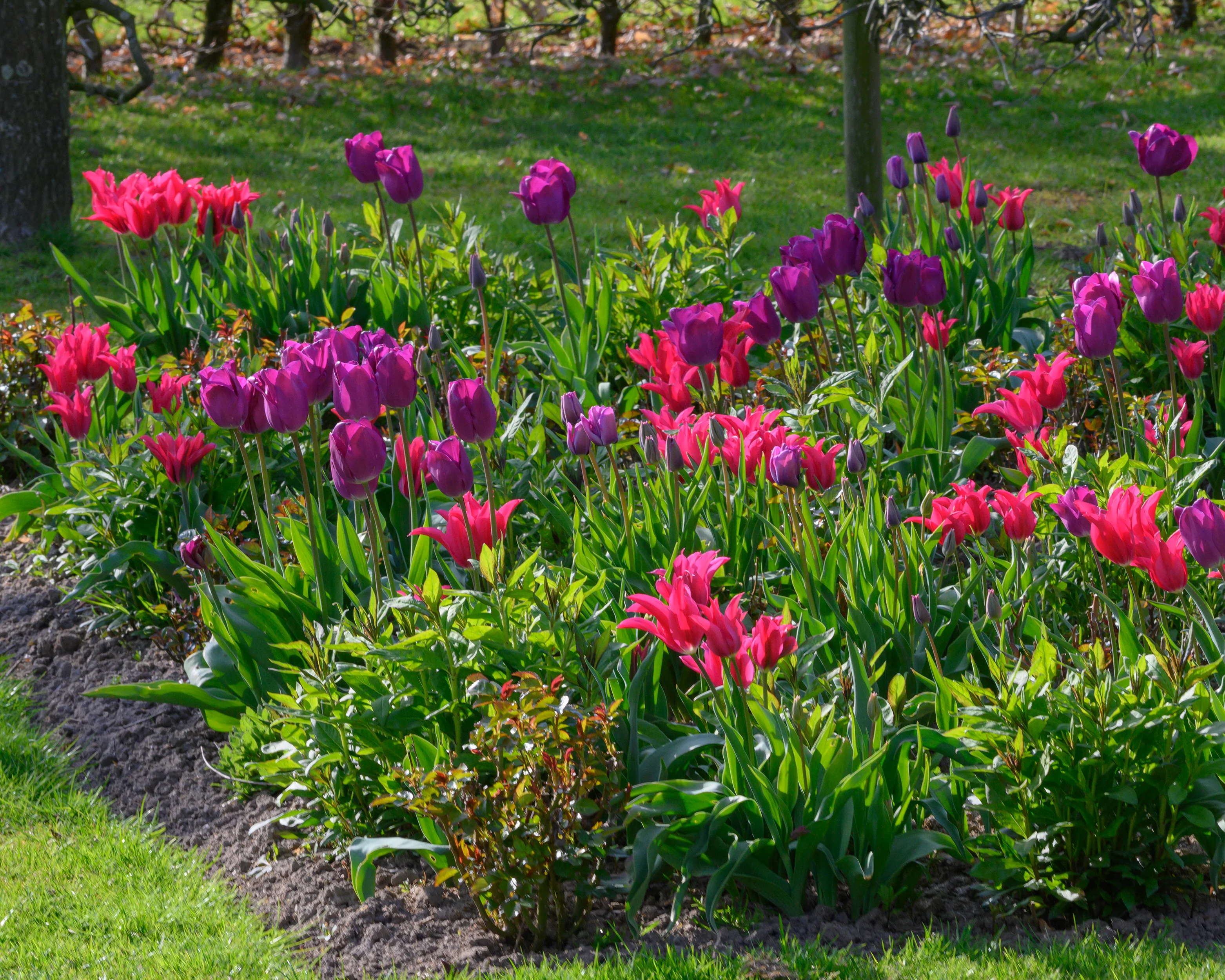 Tulip 'Doll's Minuet' - Image 9