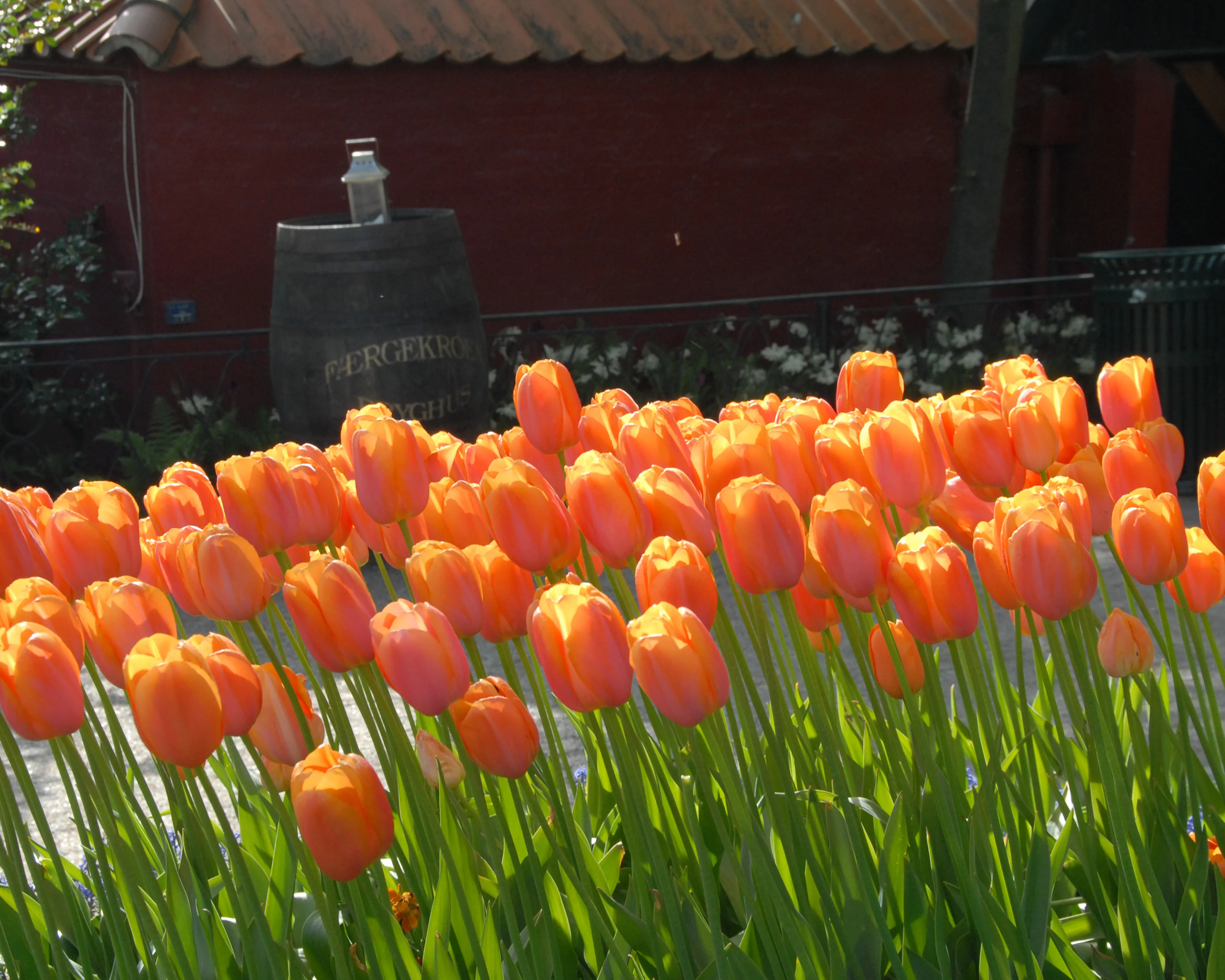 Tulip 'Dordogne' - Image 10