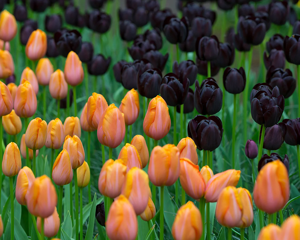 Tulip 'Dordogne' - Image 14
