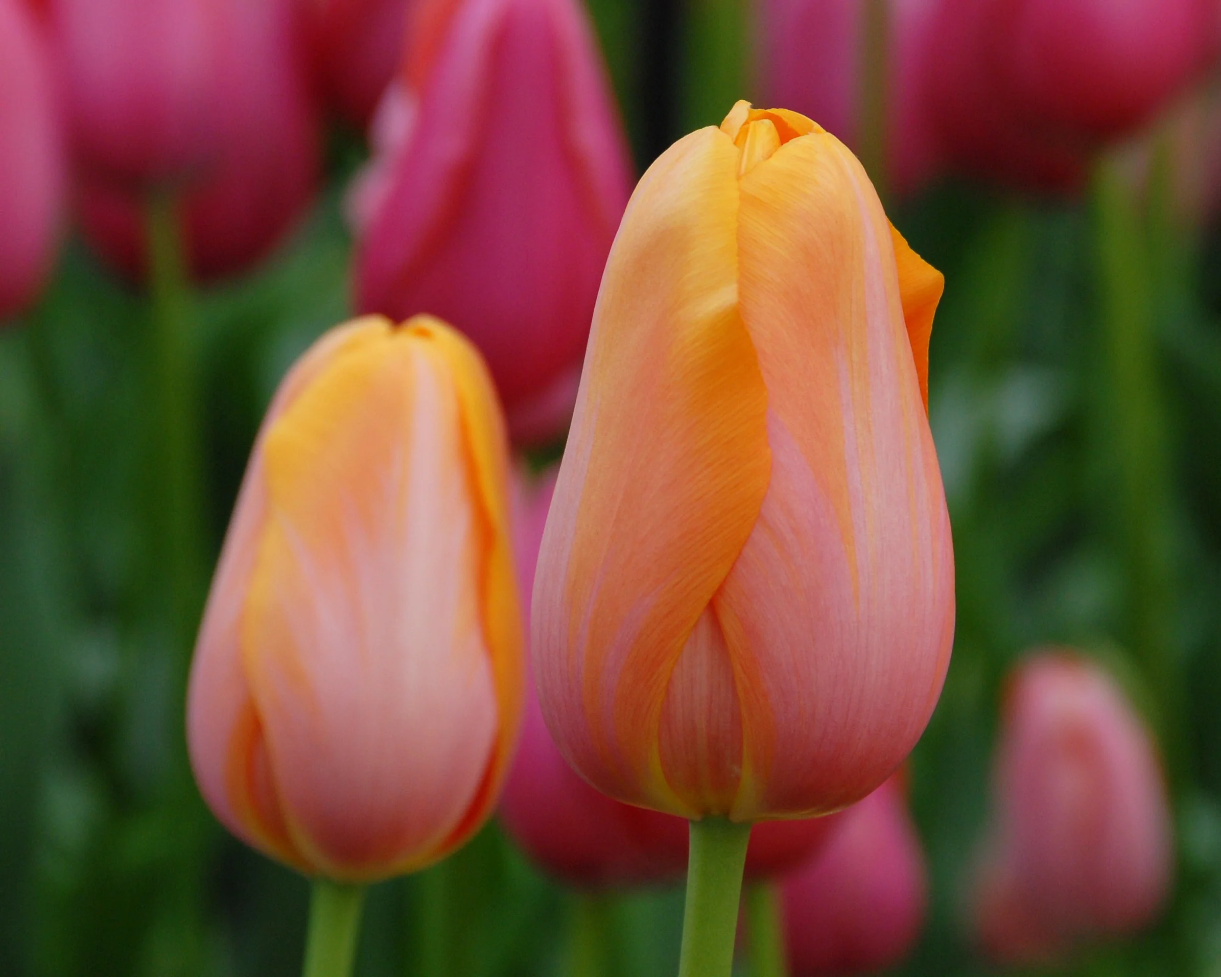 Tulip 'Dordogne' - Image 16