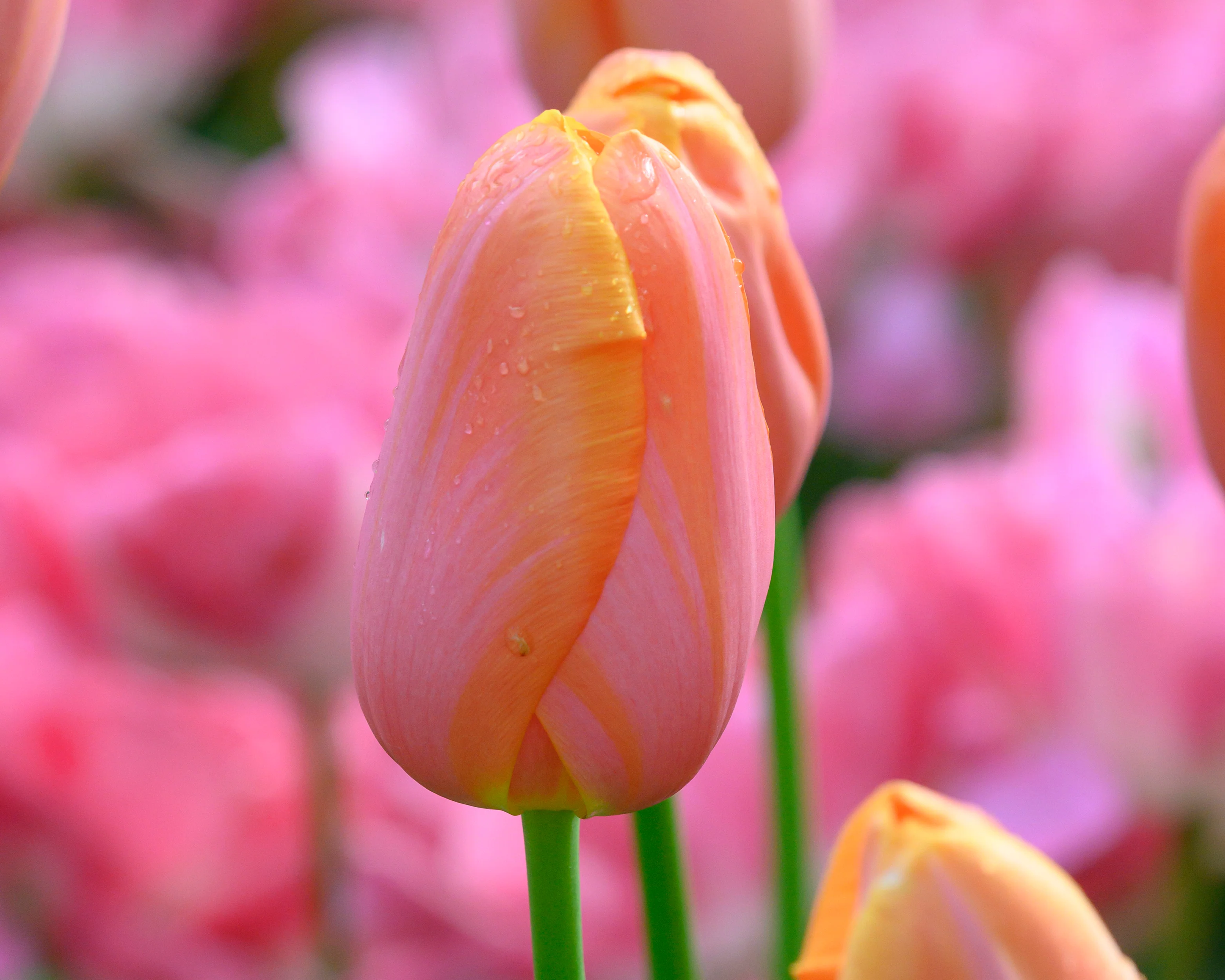 Tulip 'Dordogne' - Image 4