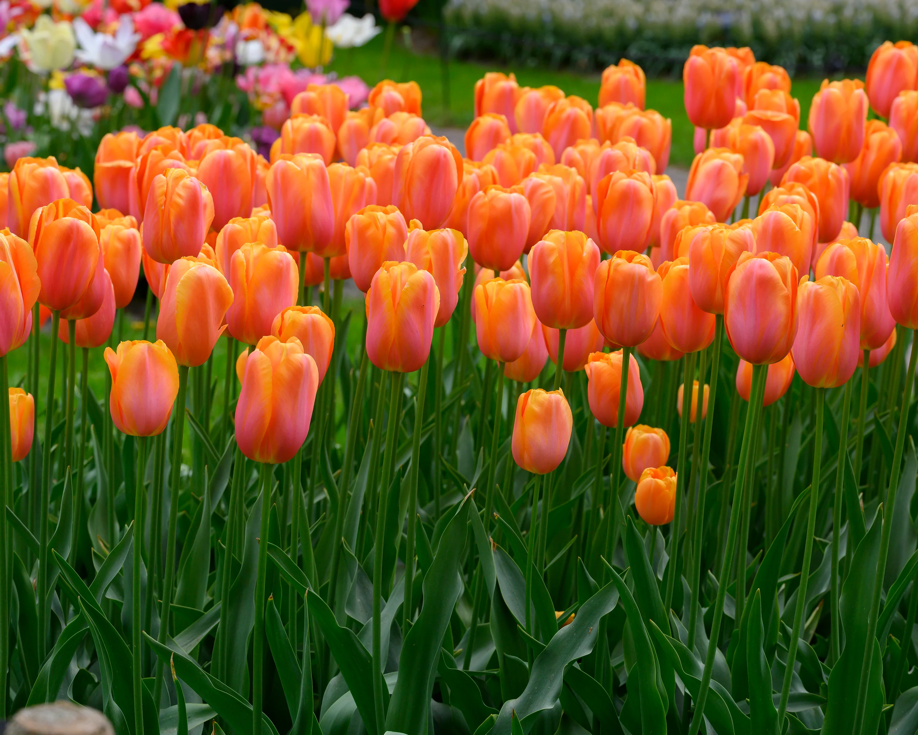 Tulip 'Dordogne' - Image 5